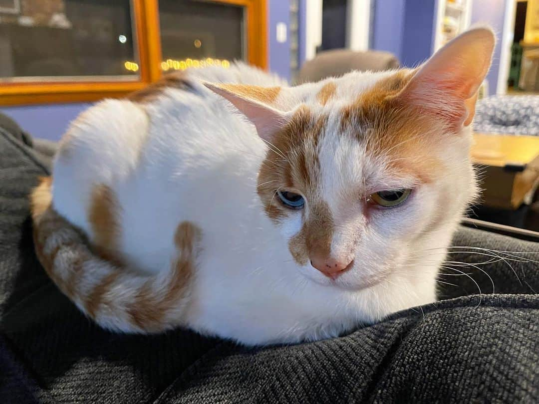 Richard Kittyのインスタグラム：「Catloaf weather ❄️」