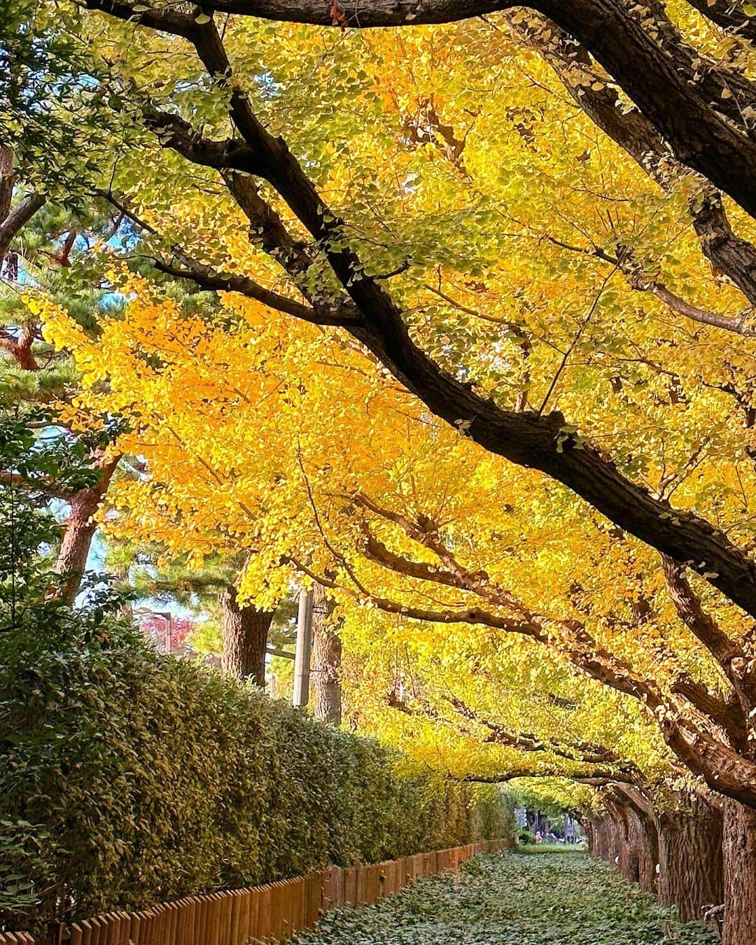 ヴァネッサ・パンさんのインスタグラム写真 - (ヴァネッサ・パンInstagram)「悪役令嬢の11月だった☁️🍂 Celine以外全部 @shein_japan   - - - ･*:.｡. .｡.:*･゜- - -  【商品ID】simple retro series Flower pink dress：11675718 Blue dress ：11195530 Ivory dress：9897751  上記クーポンで全部20%off！ 【SGFPan】→良かったら使ってね🍁  #SHEINgoodfinds #SHEINblackfriday #SHEINforall #ad  SHEIN Black Friday Sale is kicking off! #夕日#celine #シーインクーポン #sheinクーポン」11月23日 14時48分 - kazuminoomi