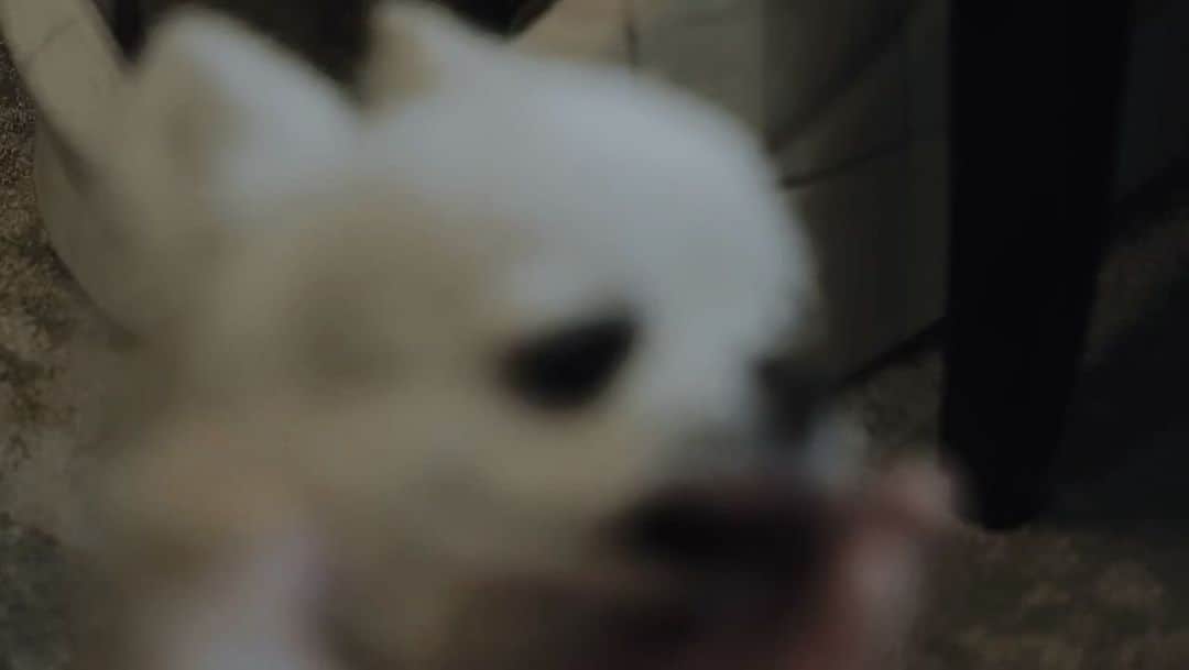 HISASHIのインスタグラム：「飼い主の塩味 #テチ #chihuahua」