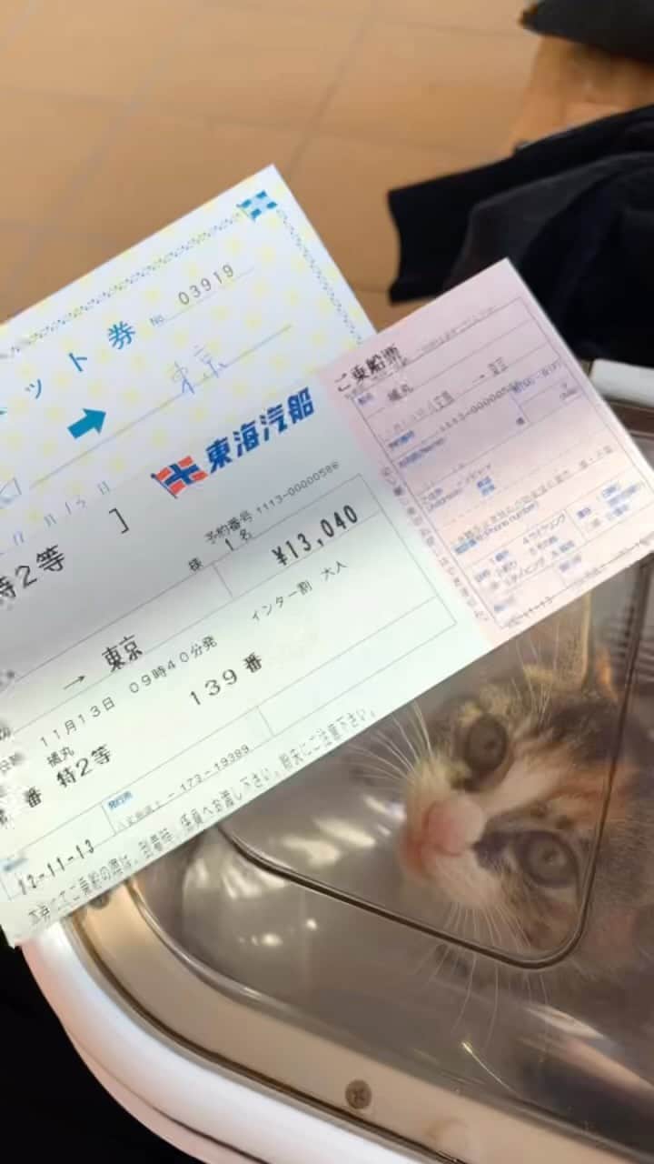 國保美貴のインスタグラム：「人生初の船旅🚢2日目  東京→八丈島　は飛行機で55分でしたが 子猫は飛行機に乗れないので帰りは10時間半の船旅🚢  朝9:40出航の1便のみ。 10時間半も船に乗ったことはなく、 天気予報でも天気も大荒れと言われ、 船酔い大丈夫かな？(子猫も人間も) 無事船出航するかな？ と不安が募るばかり🥲笑  朝6時、私が起きたと察知したようで キャリーの中から大声で呼んでいた。 船酔いするといけないので早めに軽めの朝ごはん🐱  人間の準備のため、キャリーの中にごめんなさいして 準備も整いいざ出発🚗  お宿の方にご挨拶して🐱可愛いねぇと言ってもらい レンタカーを返して🐱また皆さんに可愛いねぇと言ってもらい 港で船を待っていても🐱かわいいねぇといってもらい 幸せを運ぶ猫ちゃんなのかと思うほど🥹❤️  そして天気予報が嘘だったかのようなピカピカの晴れ☀️ この子はやっぱりラッキーガールなんだ！と確信❤️  橘丸という大型客船に乗って東京へ🚢 船の中はペットルームもあり、 ペットルームには幾つかゲージが用意されておりました。 ペットルームはエアコンも完備されていて 水道、ペットシーツ、ご飯の器などもあり ペットと乗船した人のみもらえる ペットルームの鍵もあり安心して利用できました❤️  持って行ったポータブルトイレを設置し、 ここがトイレね！と言った瞬間ちゃんと出来た‼️ たぶん彼女は天才🥲🥲🥲  また出せーーーー😾‼️と怒っていたけど🥹 その日は他のわんちゃん猫ちゃんもいらっしゃったし 私がいると出せー‼️と鳴くので一旦退出🥲 私は10時間半の間はお昼寝したり、船の中を散策したり、 レストランでご飯を食べたり、 お外で風にあたったり、 と船酔いもなくとても快適に過ごしておりました🚢 ちなみに電波はほぼなく、あってもか弱い電波📶 プチデジタルデトックスでした👍  何度か🐱見にいくと、 かなり落ち着いて眠っていたり ご飯もしっかり食べて船酔いしてる感じもなく こちらも快適に船旅できていたよう🐱笑 よかった....❤️  船酔いがなければ船の方が飛行機より ペットに負担なく移動できるのかなと思いました🫶🏻  #猫 #ねこ #cat #猫のいる暮らし #ねこのいる生活 #ねこすたぐらむ #にゃんグラム #ねこのきもち #八丈島 #保護猫 #子猫保護 #船旅 #橘丸 #猫と船旅  #三毛猫 #仔猫 #子猫」