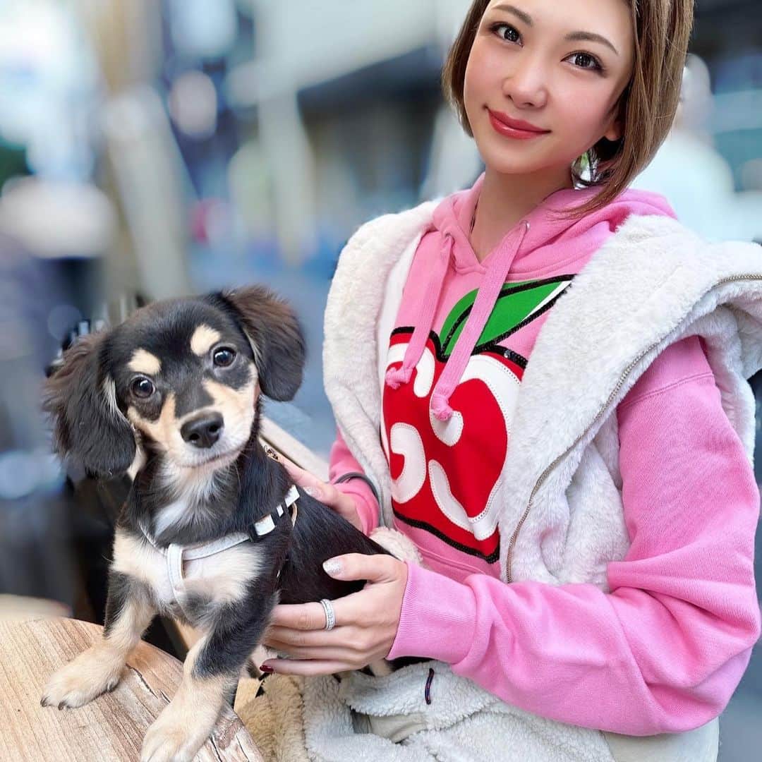 坂井雪乃のインスタグラム：「fur baby🐶💓💓✨  はじめてのお散歩は抱っこからのよちよち歩き🐥🐾🐾 街の匂いや風の感触を一生懸命にクンクン楽しんでいて可愛かった〜🥰❤️  はじめてのドックカフェもお利口でうちの子は天才かと思ってます😮‍💨✨✨  #いぬ #チワックス #お散歩 #さんぽ #dogoftheday」