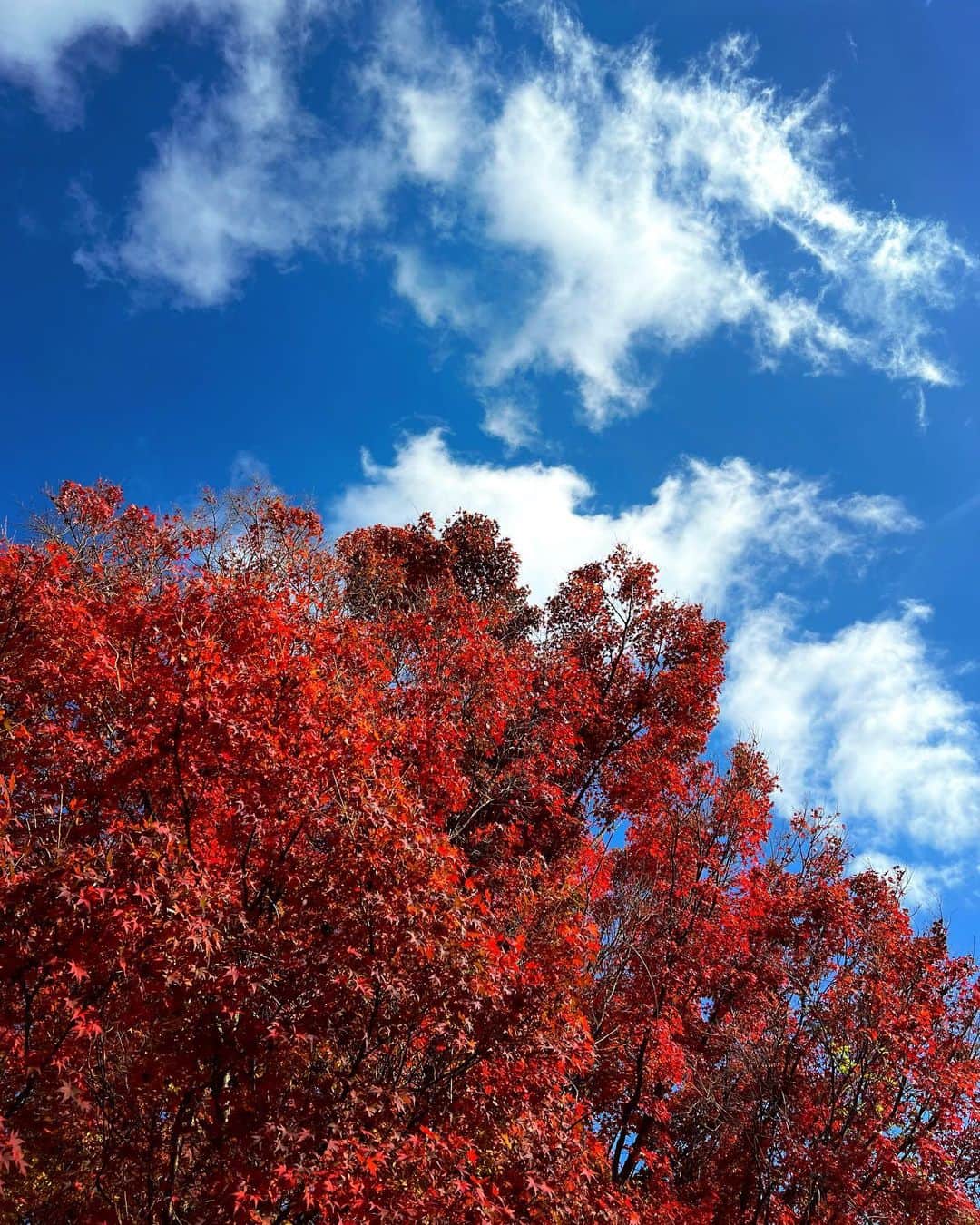 谷尻萌さんのインスタグラム写真 - (谷尻萌Instagram)「青空に紅葉が映えてたわ〜🍁☺️💕  #紅葉  2022.11.21」11月23日 18時19分 - tanijiri_moe