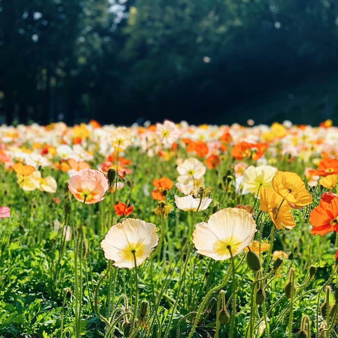 藤綾乃さんのインスタグラム写真 - (藤綾乃Instagram)「ㅤㅤㅤㅤㅤㅤㅤㅤㅤㅤㅤㅤㅤㅤㅤㅤ  いろんな花と触れ合った日ㅤㅤㅤㅤㅤㅤㅤㅤㅤㅤㅤㅤㅤ🌸🌼  季節感真逆すぎるし髪型も今と全然違うけど、 ちゃんと投稿してくよ✌️いぇい  #日本 #花 #春 #flower #spring #japan  .」11月23日 21時17分 - __ayanofficial__