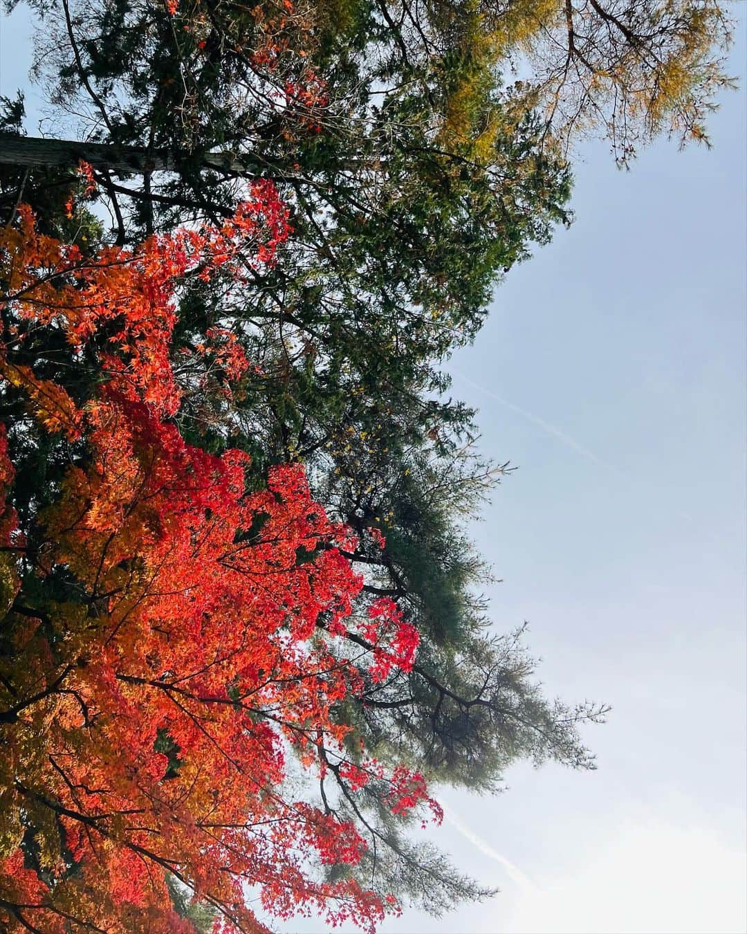 中村アンのインスタグラム：「🍂✨🍁」