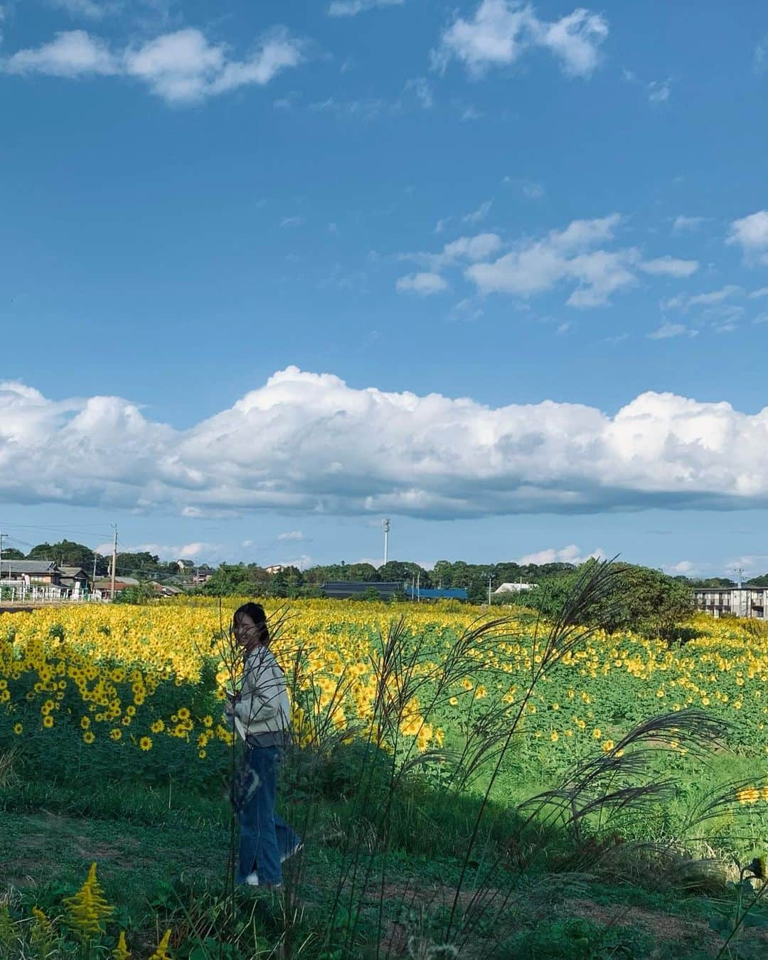 本島彩帆里のインスタグラム：「10月末の大分、ひまわり畑。 花と植物と、もっと共存も仕事もしていきたい気もち。  #ひまわり#ひまわり畑#大分#国東半島」