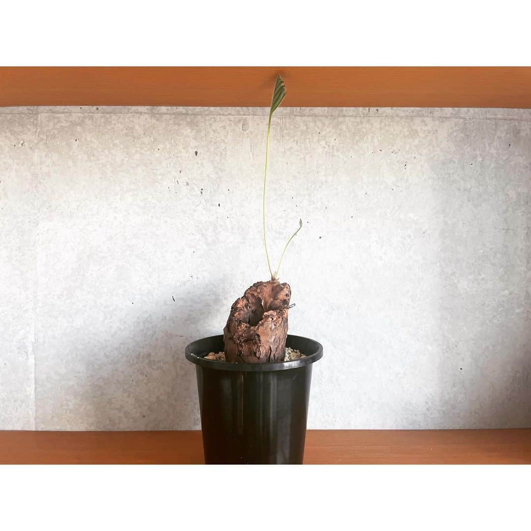 ハザマ陽平のインスタグラム：「Pelargonium luridum  穴がエグい！  #Pachypodium  #gracilius #多肉植物 #サボテン #ハンドメイド #グラキリス #cactus #succulent #plant #plants #caudex #塊根 #Dryflower #植物 #Pelargonium #luridum」