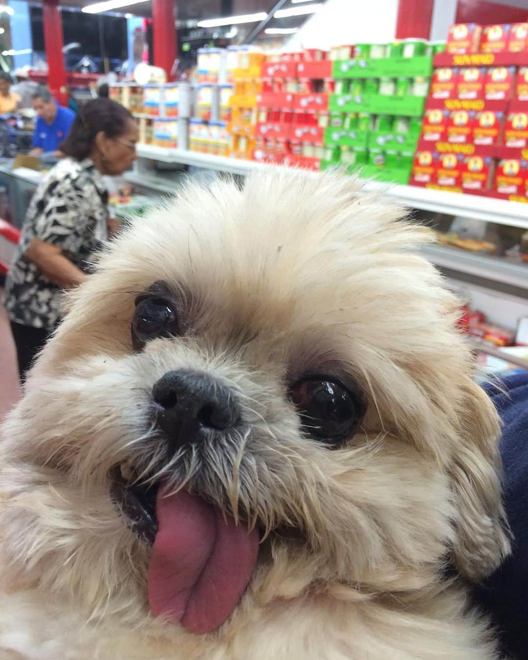 Marnie The Dogさんのインスタグラム写真 - (Marnie The DogInstagram)11月24日 7時16分 - marniethedog