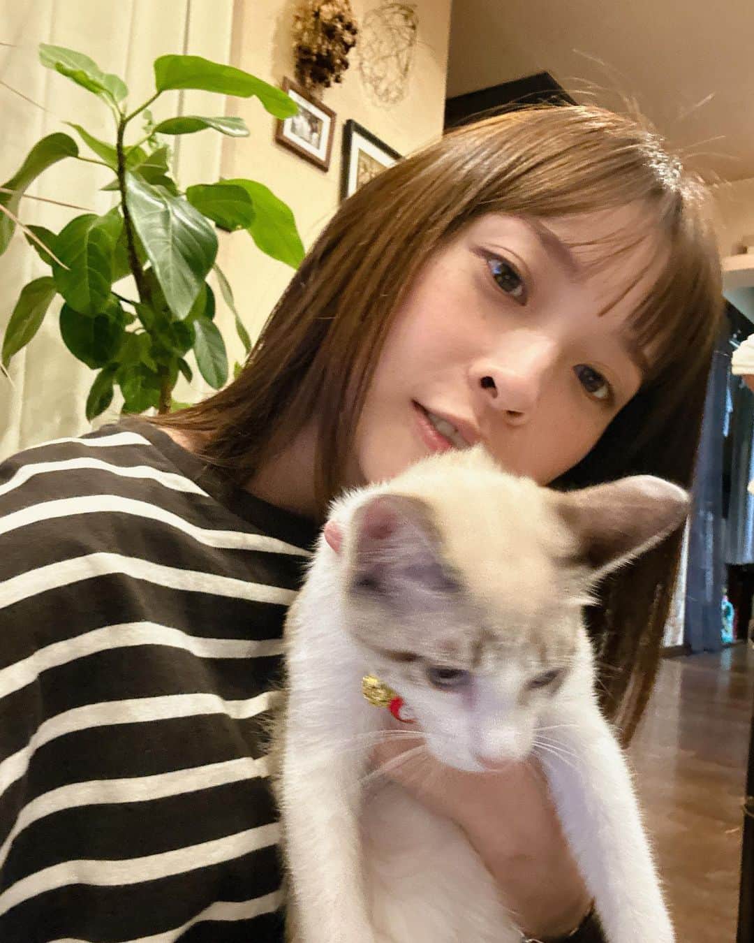 牧野莉佳のインスタグラム：「最近のこと☺︎ 犬のように人懐っこいあんこさん🐈 かわいいい あと食欲が止まらない、、🍂🍠🍡 視線感じて外みるとめっちゃ食べてるとこ監視されてる👁️やめます。 それにしても、うちのワンズ達お散歩まだですか？のアピール強すぎなんだよなー 奥でそんな悲しい顔してるけど、嘘やん🥹 朝も夕方もいってる！！！ あと、アニーそっくりの可愛いクリップみつけた♡ と思ったらダルメシアンだった！ アニーじゃなかったね😮‍💨」
