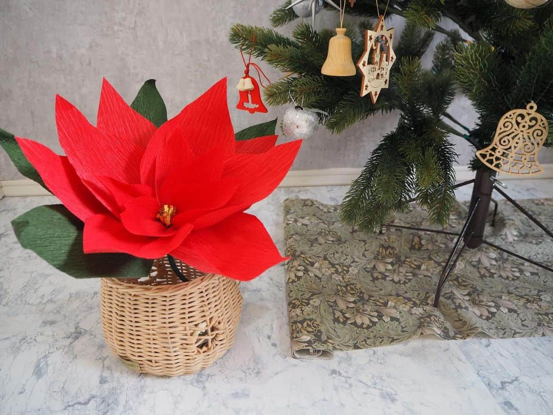 Gフラワー ジャイアントフラワー専門店さんのインスタグラム写真 - (Gフラワー ジャイアントフラワー専門店Instagram)「クリスマスフラワー  この時期、街中でもよく見かける植物といえば、ポインセチアではないでしょうか。  11月から12月ごろに茎の上にある葉が赤や桃色や乳白色に美しく色付きます。  この赤•緑•白という色合いから“クリスマスフラワー”とも呼ばれているそうです。  G+flowerでは、手軽に作れて程よいサイズ感のポインセチアを販売しております。  クリスマスシーズンには、部屋や玄関にポインセチアを飾って、季節の移ろいを楽しんでみてはいかがでしょうか。  【販売先】 冬季限定　ポインセチア giantflower powered by BASE giantflower.thebase.in ※ストーリーの“BASE購入先”のリンクから飛べます！  【G+flower】 Twitter @G_Flowerclub HP  https://www.g-flower.club/ ブログ　https://ameblo.jp/giant-flower/ Tel::03-6820-0738(平日9:00〜16:00)  #ジャイアントフラワー #イベント装飾　#ジャイアントフラワーレッスン　#ジャイアントフラワー教室　#会場装飾　#誕生日装飾　#12月誕生日　#ポインセチア　#ポインセチア飾り #クリスマス飾り」11月24日 20時07分 - giant.flower