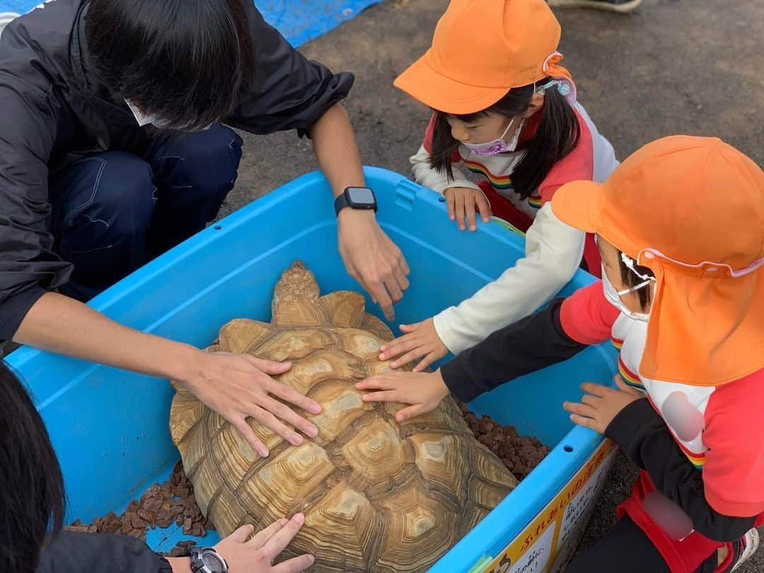 高松雪乃さんのインスタグラム写真 - (高松雪乃Instagram)「今日は、移動ふれあい実習でした☀️  動物と共に、アニマルキーパーズカレッジの生徒たちが、たちばな堂園東伊豆認定こども園さんへお邪魔させていただきました🐰！  生徒たちがこの日のために準備していた、動物のクイズやレース、実際に動物に触れて観察してみたり、楽しく動物について学んでいただけました😊  動物の魅力や素晴らしさを伝えるため、生徒たちで試行錯誤し、無事、今日のふれあい実習を終えることができました！生徒たちにとっても学びの多い機会だったことと思います。このような機会を与えてくださってありがとうございました❗️  #アニマルキーパーズカレッジ　#動物園　#東伊豆　#東伊豆認定こども園　#伊豆稲取　#ふれあい　#ふれあい実習　#教育」11月24日 21時01分 - yukinotakamatsu