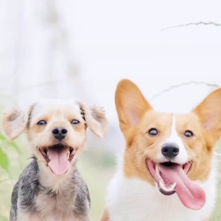 【公式】福岡ECO動物海洋専門学校のインスタグラム：「#動物看護師 になるには大学と専門学校どっちがいい？ そんな疑問を、動物看護科の先生と先輩にインスタライブで聞いてみよう！  11/26(土)13:30スタート✨ 進路で悩んでいる方必見です！ #福岡eco #福岡eco動物海洋専門学校 #動物看護師国家試験 #獣医 #進路 #大学 #専門学校 #動物専門学校」