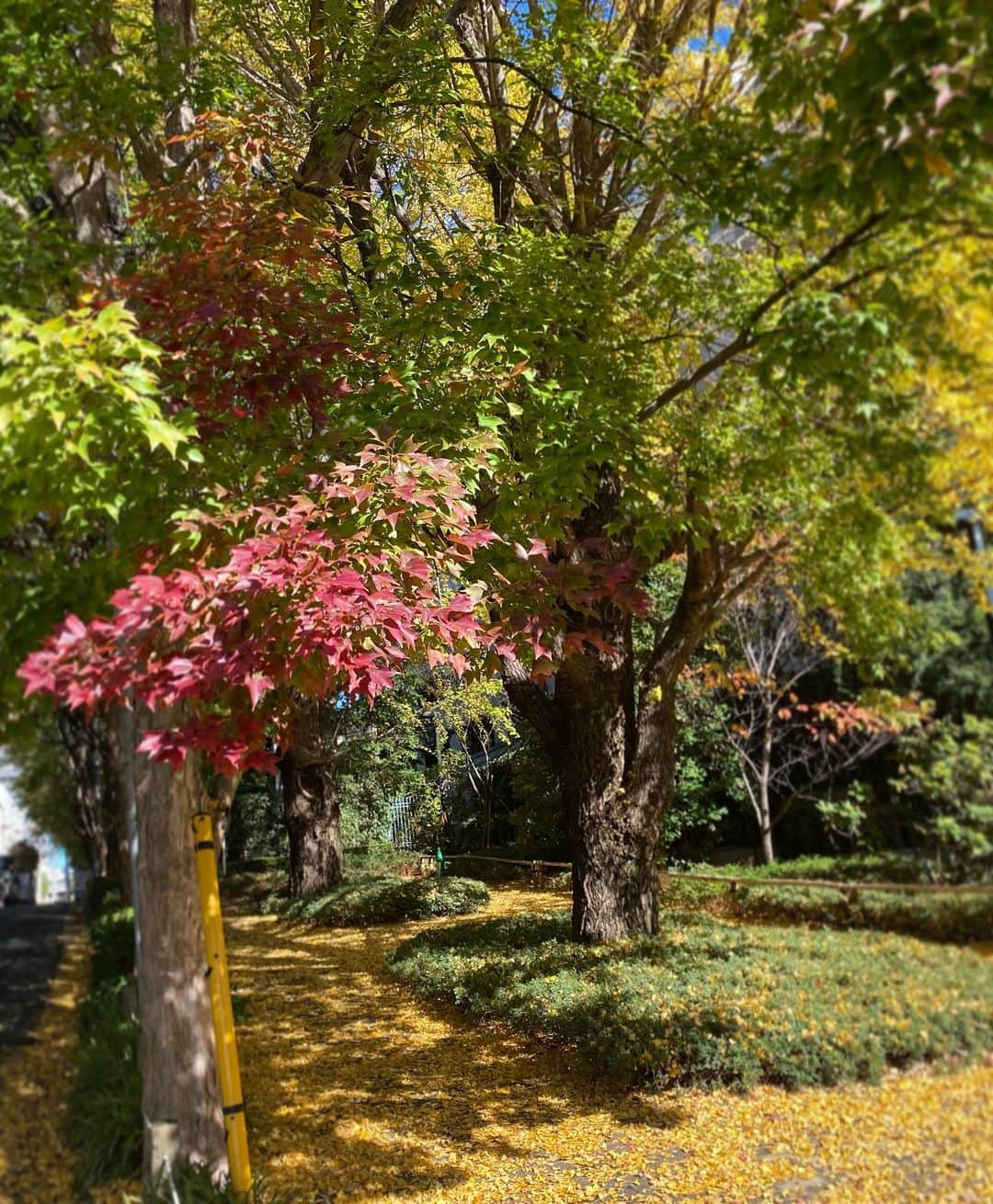 高岡早紀 のインスタグラム：「いつも通る道。 日毎に色づいてゆく景色にハッとする。 素敵な季節ですね。。」