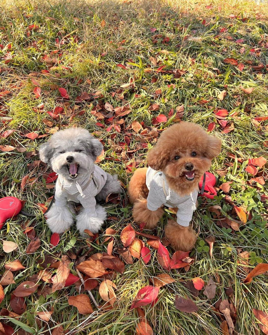 照井和希さんのインスタグラム写真 - (照井和希Instagram)「Autumn vibes 🍁🍂」11月24日 12時21分 - kazu24ki