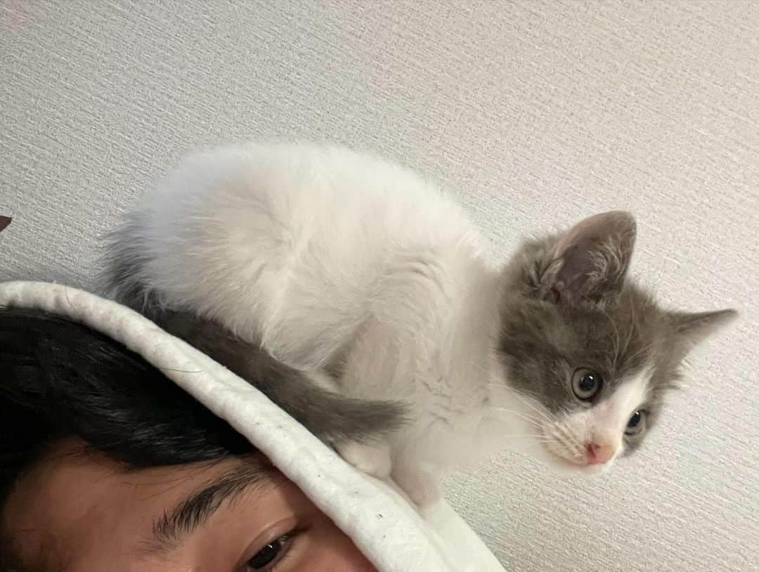 菖蒲理乃さんのインスタグラム写真 - (菖蒲理乃Instagram)「先日、捨て猫を保護しました。  キャンプ場で迎えた朝、ニャーニャーと鳴く声が。 別のキャンパーさんのテントの中で、3匹の子猫が暖をとっていました。 昨夜、寒かったのか焚き火に飛び込む勢いでやってきたそう。  ただ、そのキャンパーさんも飼うわけにはいかず… どうしたらよいか分からないまま。 その後、気が付いたらどこかへ行ってしまったとのこと。  そこからずっと気がかりで、 キャンプ場を探し回ったのですが見つからず…  すると「自転車のカゴに子猫2匹を連れて帰ったおばさんがいた」という目撃情報が！ さらに子供たちが1匹の子猫と遊んでいるところを発見。 きっと、この子だけハグレちゃってたのかな…。  子供も「飼いたいけどお母さんにダメって言われた」とのことで、 もうこれは運命だと、わたしが連れて帰ることに。 ひとつの命。とても勇気がいる選択でしたが… 病院に向かう途中スヤスヤ眠る猫を見て、 わたしも少しホッとしました。  病院では栄養状態も良いし、良い子だし、飼いやすいと思いますよ！と言われました。 人懐っこいので、いままで人に嫌なことをされた記憶がないだろうと。 よかったよかった。  とはいえ先住猫のこむぎちゃんがいるので、 検査などクリアするまでは隔離生活！ 部屋も広くないので気をつけなくちゃな！と思っていたところ、  近くで一人暮らしをする弟が、しばらく面倒を見てくれることになりました。  弟の命名で「アン」ちゃんになりました。 2.3ヶ月の女の子です。  元気に遊んで、たくさんごはんを食べて、よく眠っている様子を見ると、本当に癒されます。 すっかり弟に懐いて、離れないらしい。 いや、弟が離れられなくなってるのでは？ 最初はわたしが飼うつもりでしたが、 2日目に「もう俺の子だよ。」と言うことで弟の家族になりました。  アンちゃん、出会ってくれてありがとう。 そして弟よ、ありがとう。  弟もわたしも子猫を飼うのは初めてなので、 調べたり、人に話を聞いたりしながら、勉強中です。 アドバイスなどありましたらぜひお待ちしてます。  アンちゃん、これからよろしくね。  1枚目　弟の部屋に来て2日目のアンちゃん 2枚目　出会ってすぐフードに入る 3枚目　子猫用のミルクをあげる 4.5枚目　はじめましての瞬間 6枚目　キャンプ場でビール 7枚目　ハンモック泊デビュー 8枚目　土浦名物のれんこんバーガー 9枚目　弟にべったりなアンちゃん  #野良猫 #保護猫 #捨て猫 #捨て猫保護 #保護猫を家族に #保護猫と暮らす #猫のいる暮らし #こねこすたぐらむ #にゃんすたぐらむ」11月24日 16時54分 - shobuayano