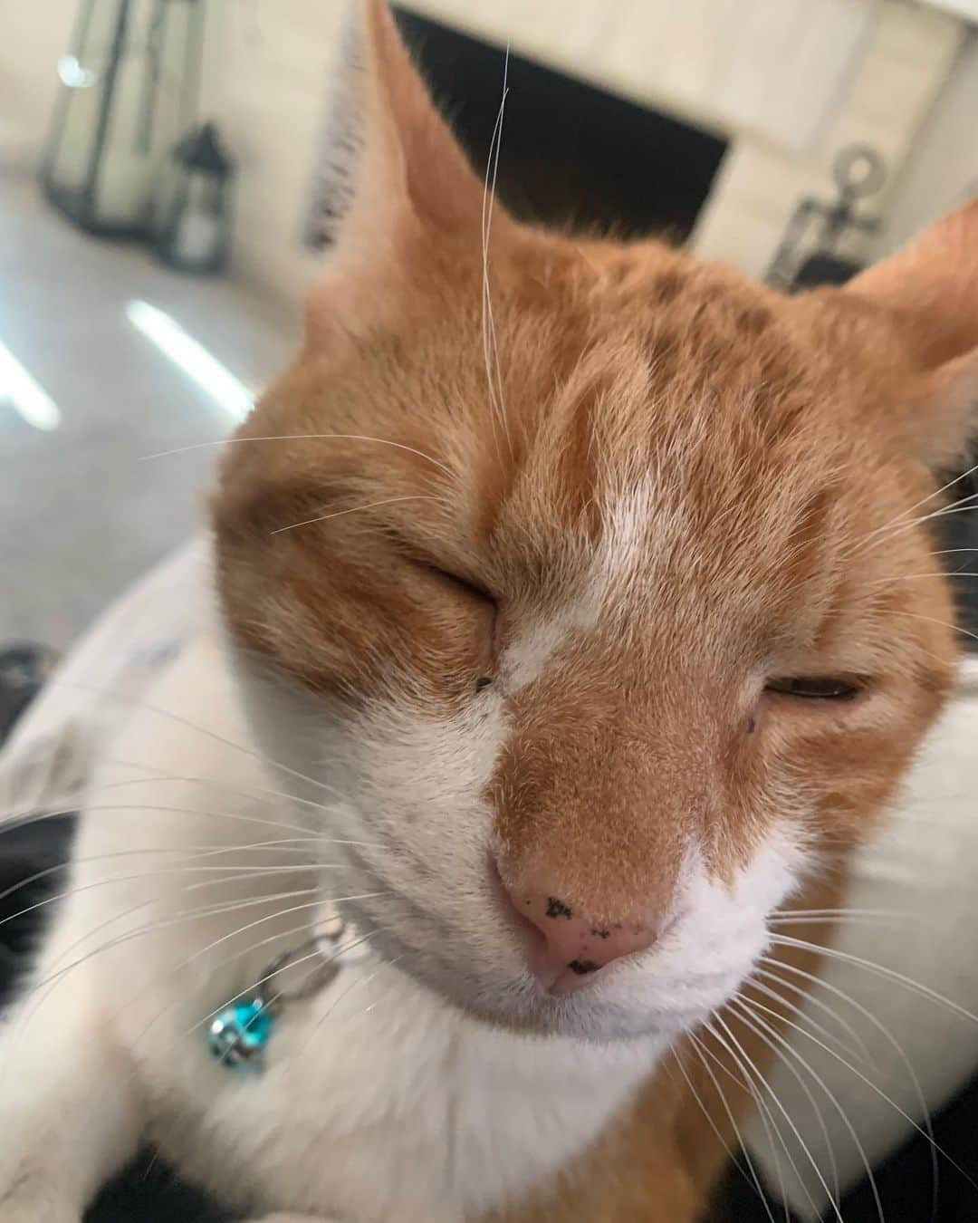 クリス・コルファーのインスタグラム：「I sits n hooman’s lap 🤍  #pet #petinstagram #orangecat #cat #catsofinstagram #orangecatofinstagram #petlover #catperson」