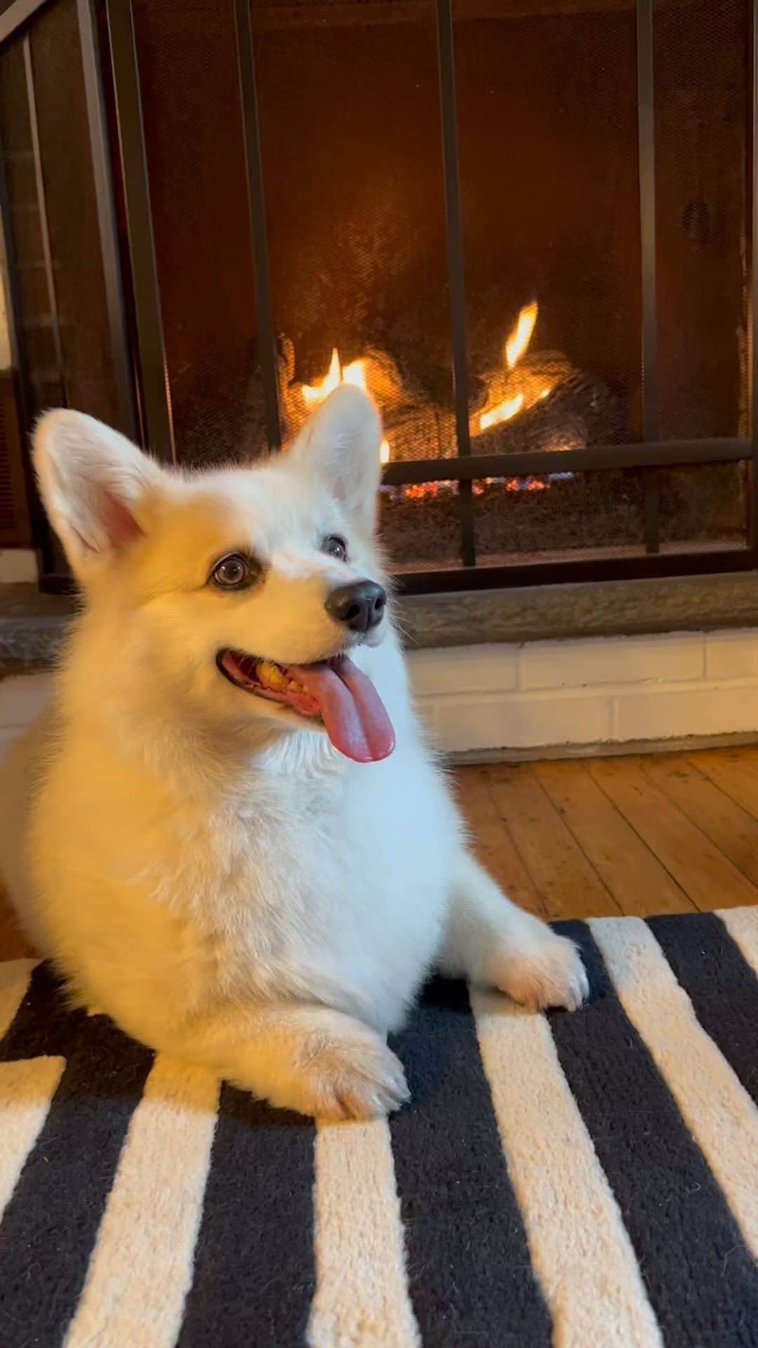 Winston the White Corgiのインスタグラム：「Happy Thanksgiving! Happy to be your yule log this holiday season.」