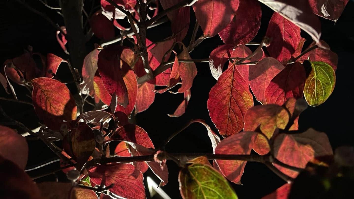 平松禎史のインスタグラム：「ハナミズキもそろそろ落葉。いい色ですな。」