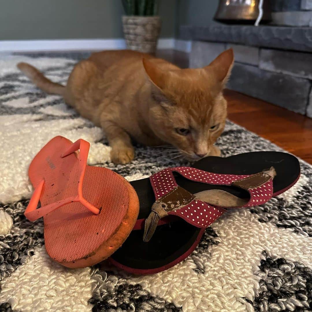 のインスタグラム：「STOLEN: night of 11/23. A triple flip flop haul! Snorri was busy pillaging the neighbors front porch. #snorrithecat #hillsborooregon #pnw #catsofinstagram #catburglar」