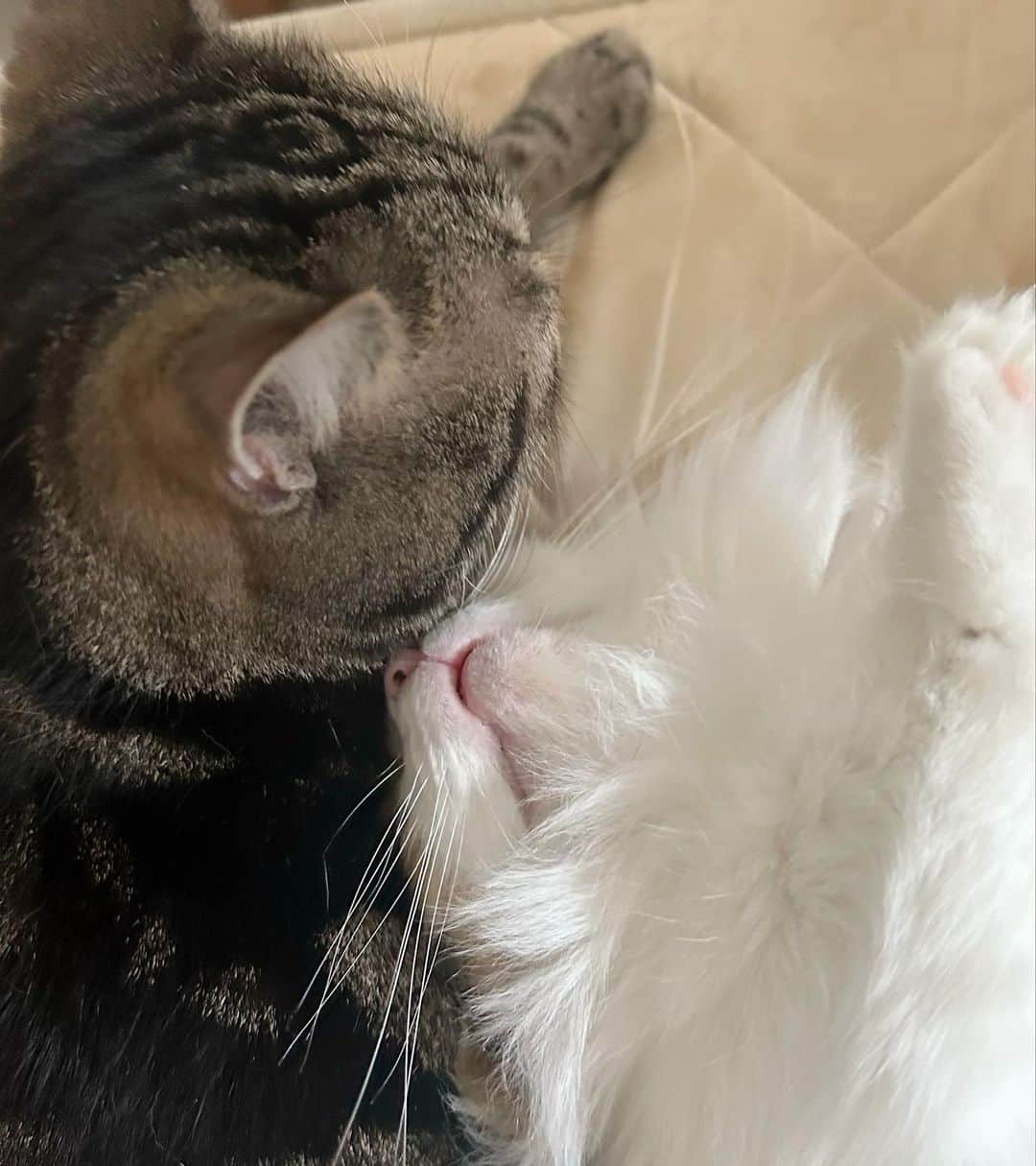 藤井舞のインスタグラム：「もふ✖️もふ。  #ねこ  #マンチカン #フリーアナウンサー  #女子アナ  #女性経営者  #若手経営者  #起業家  #大田区 #大森  #ねことふじい  #アナウンサー  #オーナー  #飲食店経営  #求人募集  #フォロー希望」