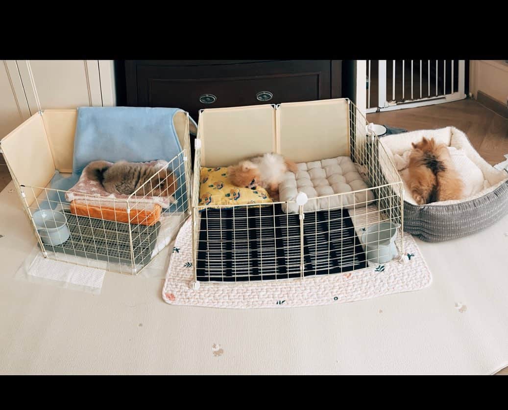 r_oseさんのインスタグラム写真 - (r_oseInstagram)「🦊🐻🐶🐹🐰🐨🦙🦁🐯🐑🐿️🐕🦭🤍〰️」11月25日 15時28分 - r_ose
