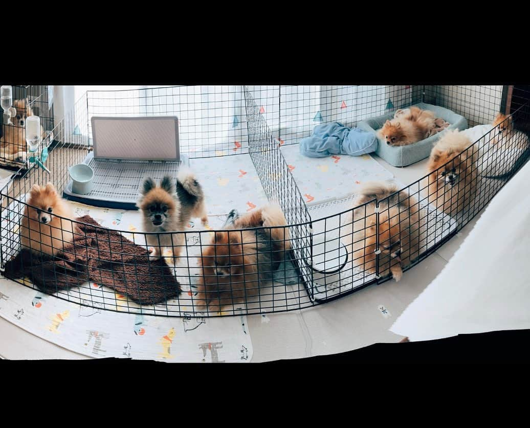 r_oseのインスタグラム：「🦊🐻🐶🐹🐰🐨🦙🦁🐯🐑🐿️🐕🦭🤍〰️」