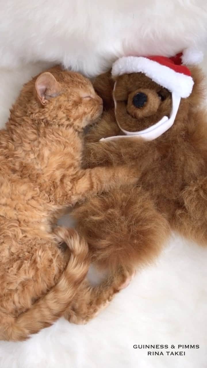 ギネス & ピムスのインスタグラム：「25/11/2022 Happy Friday! ・ With about a month to go until Christmas, here is Pimms from about 6 years ago. He’s taking a nap with a bear wearing a Santa hat. Pimms: "I'm a good boy, so I hope Santa will come to visit me too." Have a fantastic day everyone! ・ ・ クリスマスまであと1ヶ月。 久々の更新は 今から6年前のピム丸が サンタ帽クマとお昼寝している 懐かしい動画をpost。 6年後こんなに大きくなるとは 想像していなかった。笑 そんなピム丸。 自動トイレを新しいものに変えたら トイレに入るたびに 体重を勝手に測られる仕組みで 100gでも減ると大喜びな飼い主です。笑 （☝︎誤差。） 秋は幼稚園の行事が多く なかなか更新出来ておりませんが ギネスも凪ねこも元気にしてます！ 最近の様子をまたpostします♩ それでは皆さま 素敵な1日をお過ごし下さい♫」