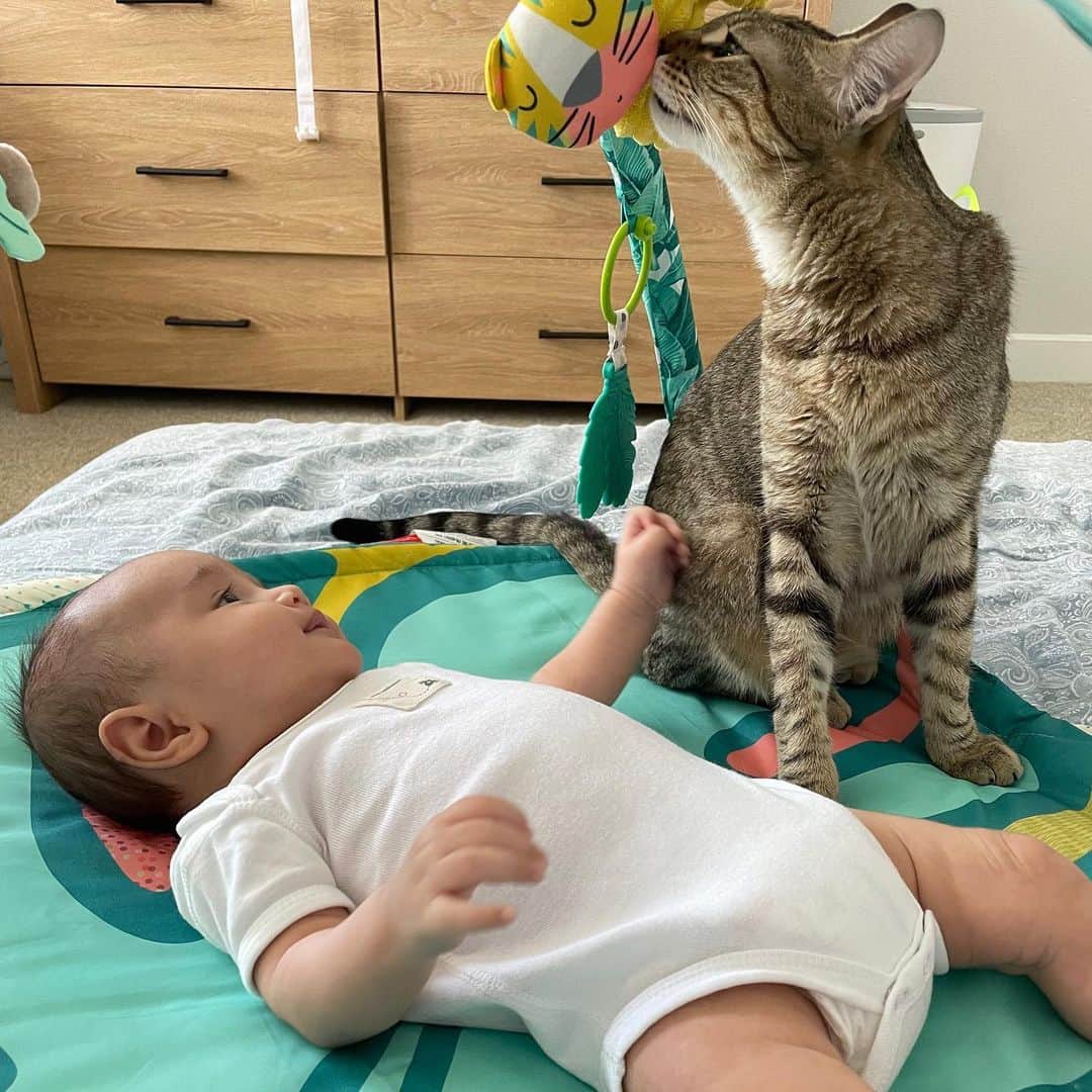 佐藤唯のインスタグラム：「ミロとレオン🐈👶💕  ヤンチャなミロは私に傷を作りまくりだけど、レオンには一切引っ掻いたり噛みついたりしない！  うっかり目を離してる隙にミロの毛をむしっていた事も😱  でも猫はちゃんと大人と赤ちゃんが違うことを分かってます🍀 動物は賢いですね✨🐈  #生後2ヶ月の頃 #赤ちゃんと猫 #猫好き #離乳食中期 #austin #austintexas #アメリカ移住 #ハーフベイビー」