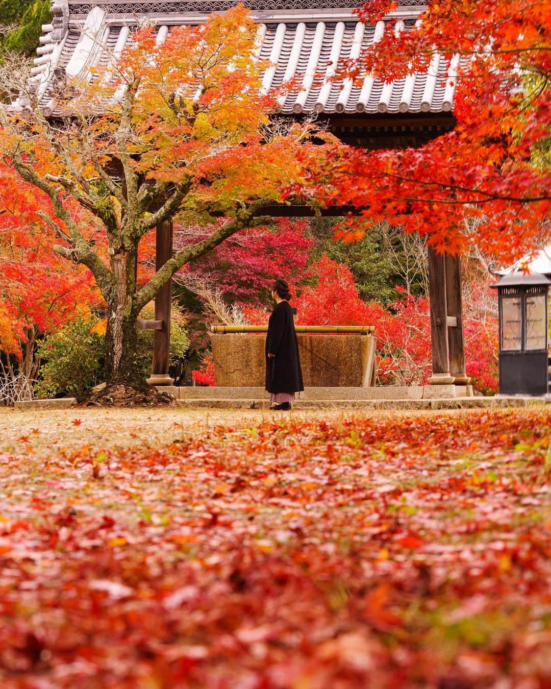 Takefumi Tezkaのインスタグラム：「✴︎もっと紅葉撮りに行きたい🍁📸 ✴︎ ✴︎」