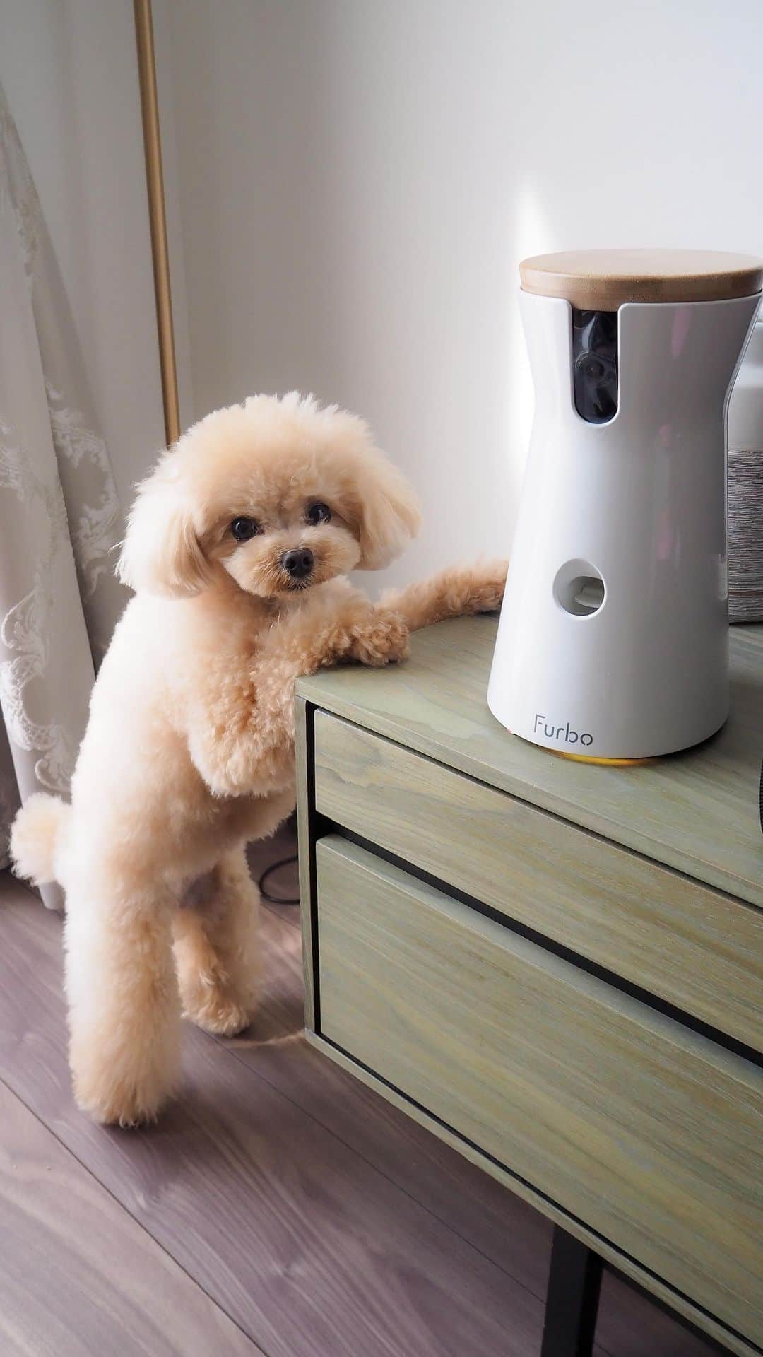 くるみたんのインスタグラム：「すごかった...新型Furbo🐶♡ 普段のお留守番は心配ないくるみたんだけど やっぱり朝早かったりちょっと遅くなっちゃったりするときは 大丈夫かなぁ？暇してないかなぁ？って思うことあるからね☺️ ドッグシッター機能も嬉しいとこ🙌  #双方向で会話できておやつもあげれる のはもちろん 旧型はちょっとちっちゃめのおやつ入れるとたくさん飛び出てたのに、新型は入れてるおやつのサイズも設定できて適量が出るようになってました👏 #360°ビューの自動追尾で死角レス 複数台登録できるから置き方工夫すれば死角なくせそう 2台もいる？って思ってたけど地味に複数台登録できるの感動ポイントでした！ #フルHDカメラにカラー暗視モニターが搭載されててカメラ性能めっちゃ上がってるからお部屋暗くなってもばっちり＆ダウンロード画像が綺麗  そんな @furbo_japanが.... なんと🐶🐶  ファーボ110万ユーザー突破記念 のBlack Friday Sale✨ 新型最安値セールなんだって！ 専用URL経由で購入したら.....(プロフリンクからCheck📝) セール価格よりさらに1,000円OFFの最安値に👏 ＠furbo_japan  #ファーボ #ドッグカメラ #ペットカメラ #ドッグシッター   #超予約困難犬 #プードル #トイプードル #ティーカッププードル #犬 #ふわもこ部  #犬バカ部 #アプリコット #パピー #ペット #poodle #toypoodle #teacuppoodle #dog #dogstagram #instadog #puppy #tokyo #くるみたん」