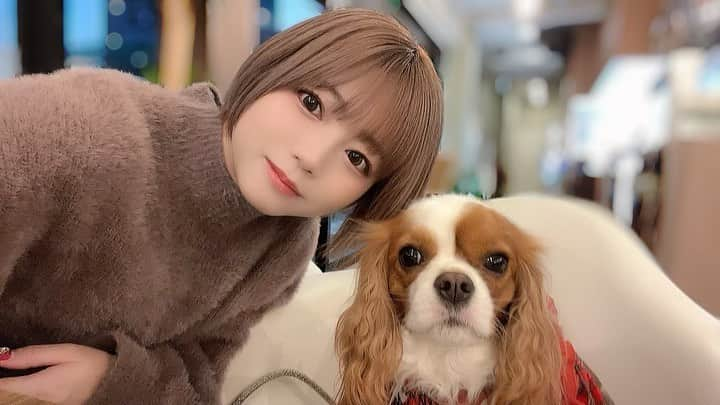 羽咲みはるのインスタグラム：「ハルさんと久々に カフェに行ってきた〜🐶💓 一緒に夜ご飯食べました☺️  #キャバリア#犬のいる暮らし #犬」