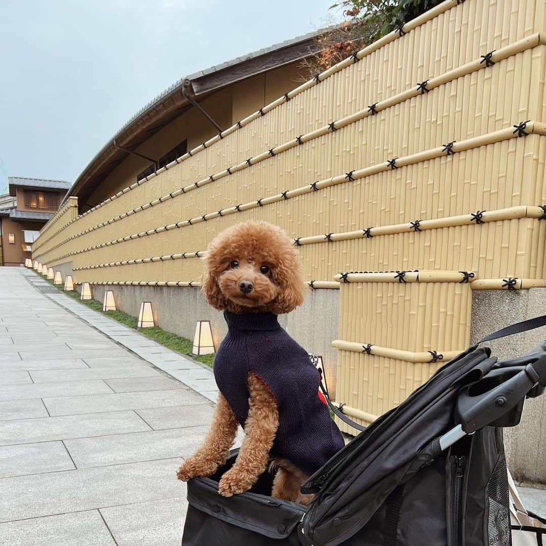渡邉みさきのインスタグラム：「久しぶりの遠出で スアと嵐山🧸🤍  #嵐山 #嵐山観光 #京都 #京都観光 #休日#スア#スアの日常 #プードル」