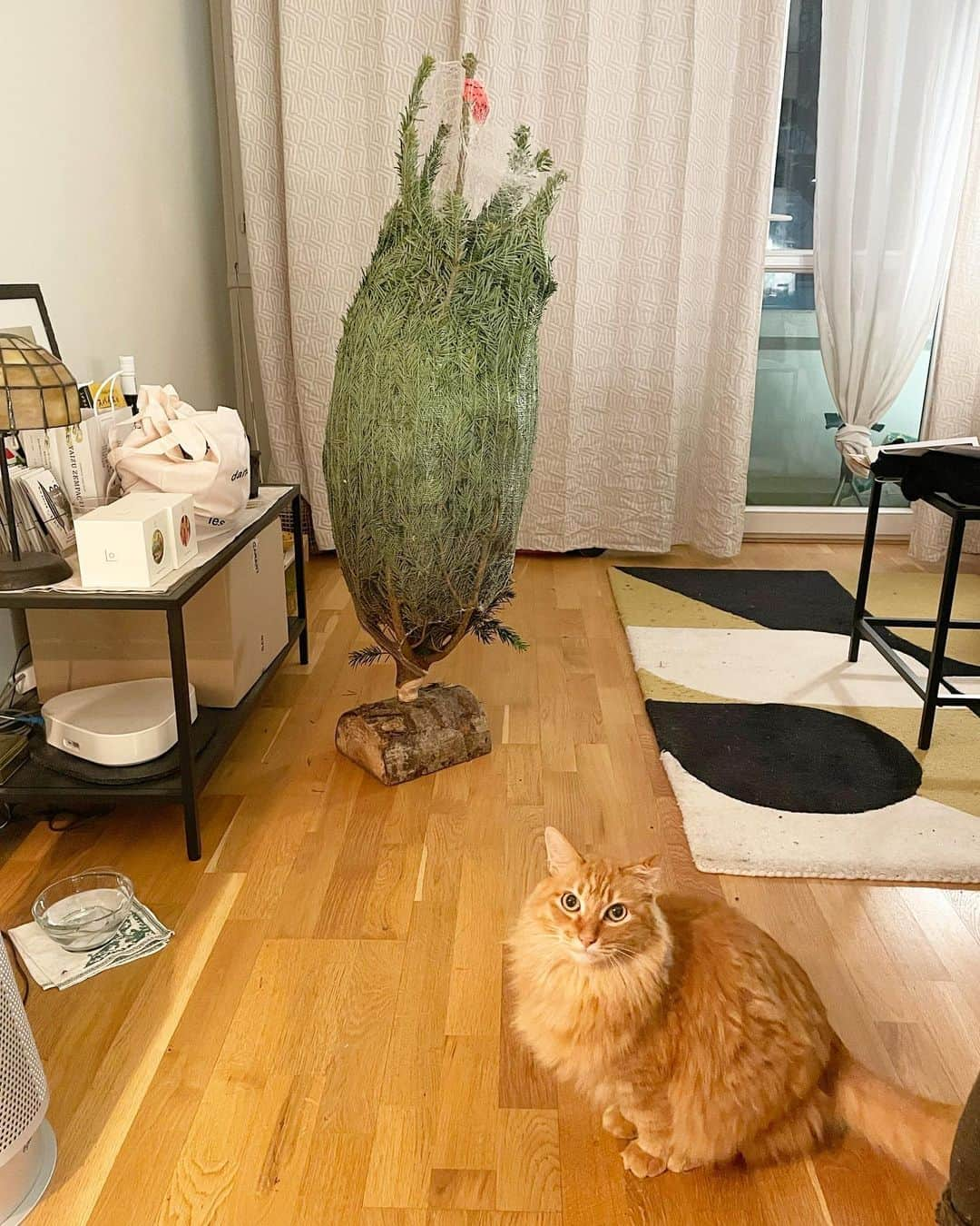 猫沢エミさんのインスタグラム写真 - (猫沢エミInstagram)「《ヤァヤァヤァ🎄サパンが我が家にやって来た・その1》  アスティエのかわい子ちゃんたちもゲットできたし、そろそろサパンを……と、近所の園芸店に買いに行った昨日の夕方（の様子を逆回転でご覧ください）。  青: サイズどうする？　ネットを外すとめちゃ広がるからその分もスペース考えないと。  猫: このくらいかな……  と選んだサパン、我が家の決して広くはないサロンにMAX置ける、ちょうどいいサイズ感だった。こちらで35€くらい。  青: 俺が子供の時、オヤジが大きなサパンを毎年調達して来てくれて飾ってたっけな。昔のサパンはもっと香りが強かったんだけど、葉が落ちるのが難点で。今のサパンは改良されて香りがなくなっちゃったけど、葉が落ちにくいんだ。  猫: へえ〜……（サパンの移り変わり、面白いな👀　でも、今のサパンも枝広げたりしたら、そりゃ葉っぱは落ちるね）  現在のサパンは、台座のところも同じサパンの木で作られている（重いけど、安定が良くてなかなかかわいい）けれど、彼の子供時代は〝サパン立て〟が別に売られていて、そうしたものを使ったんだそう。  ところで、パリに移住してノエルにサパンを買うことは、私のちいさな、けれど長年の夢だった。  10kg近いサパンを、彼が運び終わった時、「私の大事な夢を叶えてくれてありがとう」と言った。  昨日は「イオビエ」の発売日だった。イオちゃんがくれた幸せのシンボルとして、発売日の昨日、どうしてもサパンを迎えたかった。  イオちゃん、ママは今、あなたが心から願った通り、世界でいちばん好きな街で、幸せに暮らしているよ。  今年はピキ姉さんもいるし、猫沢組in Paris でみんないっしょに楽しいノエルを過ごそう。  #イオビエ　#イオちゃんフォーエバー　#猫沢イオ　#ユピ坊　#猫パリ　#猫沢エミのインターナショナル五十路ライフシフト  #猫沢エミリーパリへ行く」12月11日 3時30分 - necozawaemi