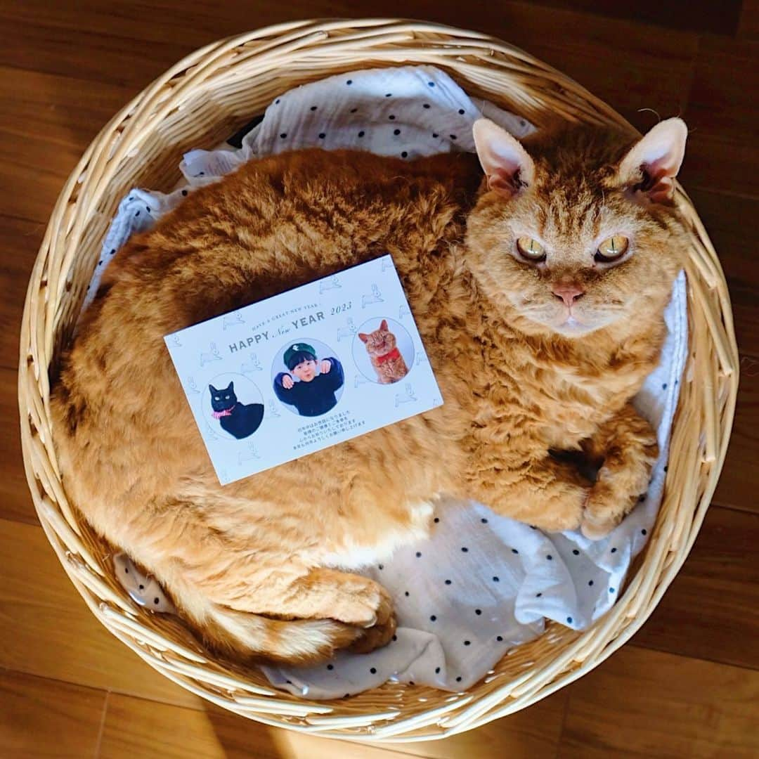 ギネス & ピムスさんのインスタグラム写真 - (ギネス & ピムスInstagram)「10/12/2022 Happy Caturday! ・ I have made New Year cards using photos of the three brothers. Thank you for sending us a lot of congratulatory comments about Nagi's birthday in the previous post! We appreciate your support! Have a fantastic weekend everyone! ・ ひとつ前の投稿では たくさんのお祝いコメントを ありがとうございました！ ひとつずつ有り難く 読ませていただきました。 ゆっくりになるかと思いますが お返事させて下さい♩ ・ 12月に入って既に10日が経ち 年内にやることリストを 作成する余裕も無く このまま 年越しになるのではないかと 予想しております。笑 そんな中、 なんとか年賀状だけは 簡単にアプリで作る事が出来たので あとは宛名を書くだけ。 今年はおばけ凪ねこと 蝶ネクタイギネピムで 作ってみました♩ 他にも色々なデザインがあったので 写真入り年賀状をお探しの方 是非覗いてみて下さい♫ @sumaho_nenga  ・ それでは皆さま 素敵な週末をお過ごし下さい♩ ・ ・ フォロワー様限定 印刷代10％クーポン「pr23386」 #スマホで写真年賀状 #年賀状 #PR」12月10日 21時04分 - rina_takei