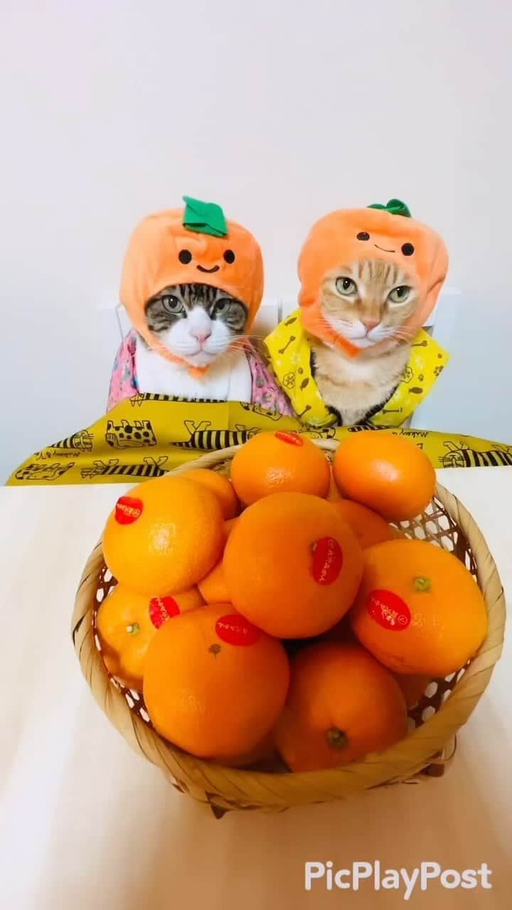 マロのインスタグラム：「🍊こたつにみかん🍊 ✴︎ いつもコメントありがとうございます😸🙏🧡 全て拝見しています🐾 ✴︎ Thank you for your kind comments😸🙏🧡 ✴︎ #cat#cats#catsofinstagram#sweetcatclub#😻 #japaneseculture#ねこ#ねこ部#ねこすたぐらむ  #猫#こたつ#みかん#こたつにみかん#保護猫 #猫のいる暮らし#猫のいる生活#猫のいる幸せ」