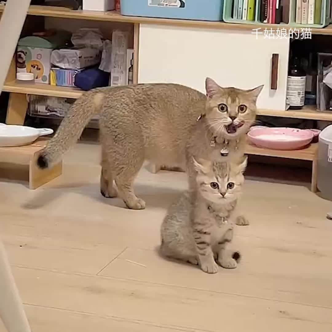 のインスタグラム：「In sync  @ 千姑娘的猫   #meowed #family #cutecat #insync #copycat」