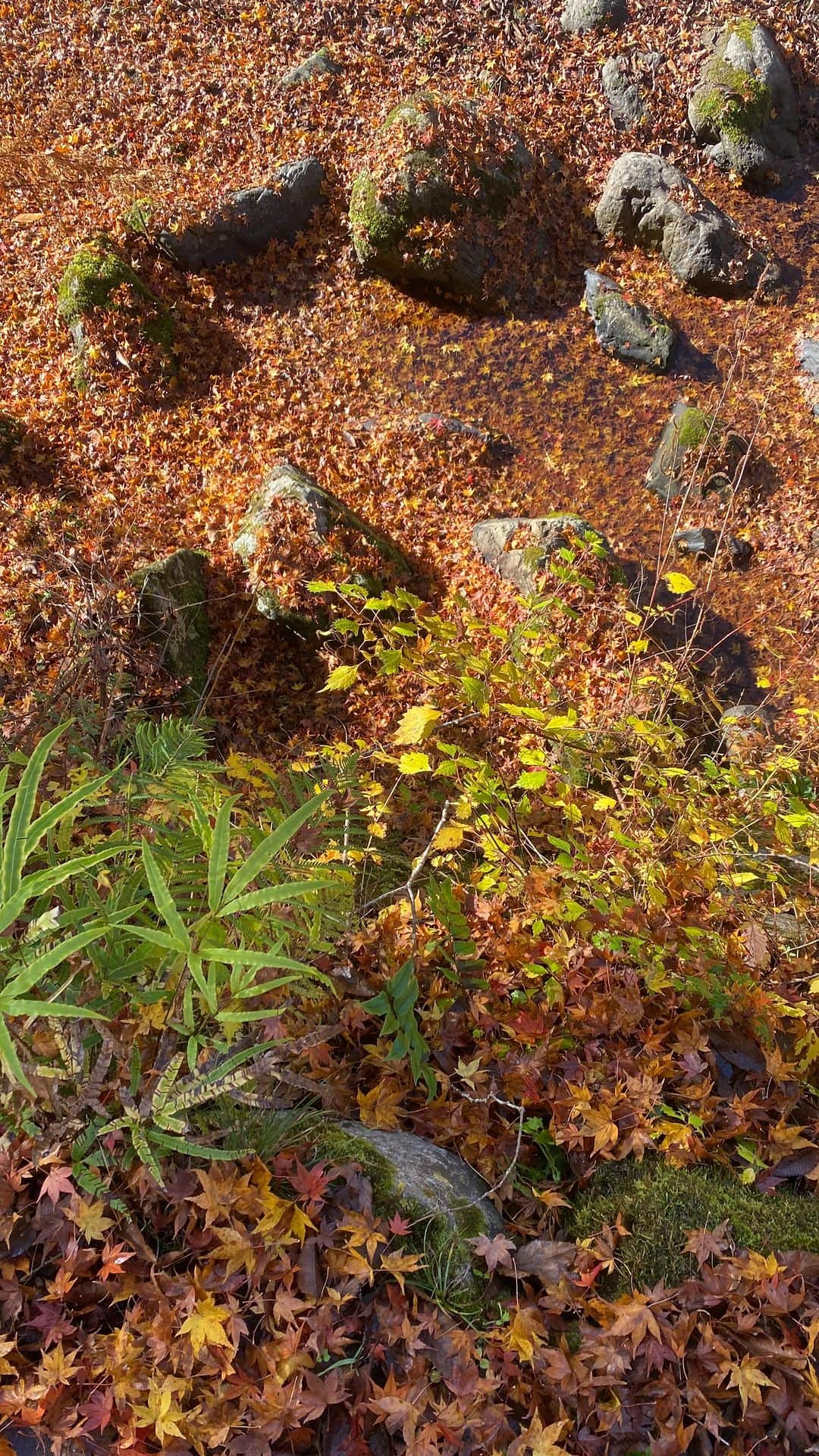 ジョジィのインスタグラム：「今まで行ったハイキングの中で一番最高だった🍂🍁自然の美しさにいやされました🥰  The most beautiful and enjoyable hiking I have done 😮‍💨」