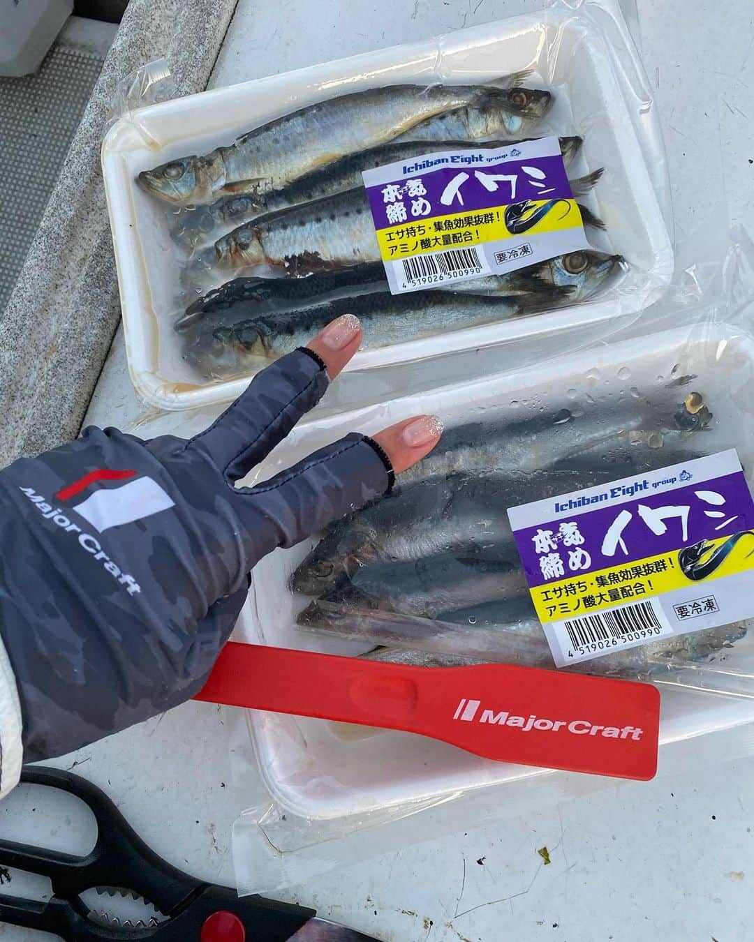 Chiakiさんのインスタグラム写真 - (ChiakiInstagram)「船タチウオテンヤ‪🎣‬  見てみて😍大きなタチウオが釣れましたぁーっ😍😍  着底させてからゆっくり巻いて止めてを繰り返してたらチョンチョンっと前当たりがあって、そのままゆ〜っくり巻いてたらギュンっと本当たり🤤‪🎣‬ しっかり掛けて釣り上げました😁👏👏 111cm🐟✨ ドラゴン🐉と呼ばせてください😝笑 そのあともメーター超えのタチウオもう1本👍👍 最高に楽しかったです🎶  ロッド▷▶▷NEWソルパラ船タチウオてんや  (船太刀魚てんや専用モデル) SOLPARA SPXJ-B180M/Tachi 掛け調子の2:8アクションモデル🎣  ルアー▷▶▷メジャークラフトの太刀魚道場舟てんや/太刀魚道場舟てんやゲキサス  あーだこーだ考えながらカラーローテーションして釣るのが楽しい😁💡  エサのイワシは、ロケの時にも紹介した(教えて貰った)  #イチバンエイト オリジナル商品の #ガチ締めイワシ を使用しました😆 本当に餌持ちが良く、何度も餌を変えなくて良いのでストックを少し作っておいて、あとは移動のときにまたエサを巻くだけ🙆‍♀️  タチウオは捌くのもとっても簡単😍 鱗ないし、ハサミで切って内蔵取り出せるし、ブツ切りにして焼いたり、ホイル焼きにしたり、ちょん切って✂️ジップロックに入れて冷凍保存ができたり、とっても優秀😁✨  今シーズン、またタチウオてんや行きたいなぁーっ🐉 次は本物のドラゴン狙うぞ😁   #釣り#釣り女 #釣りガール #釣り女子 #釣りバカ #釣り好き #釣りバカちあき #タチウオテンヤ #太刀魚 #太刀魚釣り #タチウオてんや #太刀魚道場舟てんやゲキサス #太刀魚道場舟てんや #ドラゴン #🐉 #🐟」11月26日 11時52分 - chianyanchu