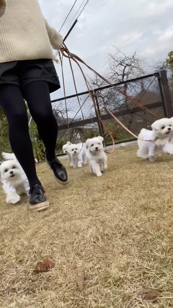 マルチーズ兄妹♡おかゆとおもちのインスタグラム