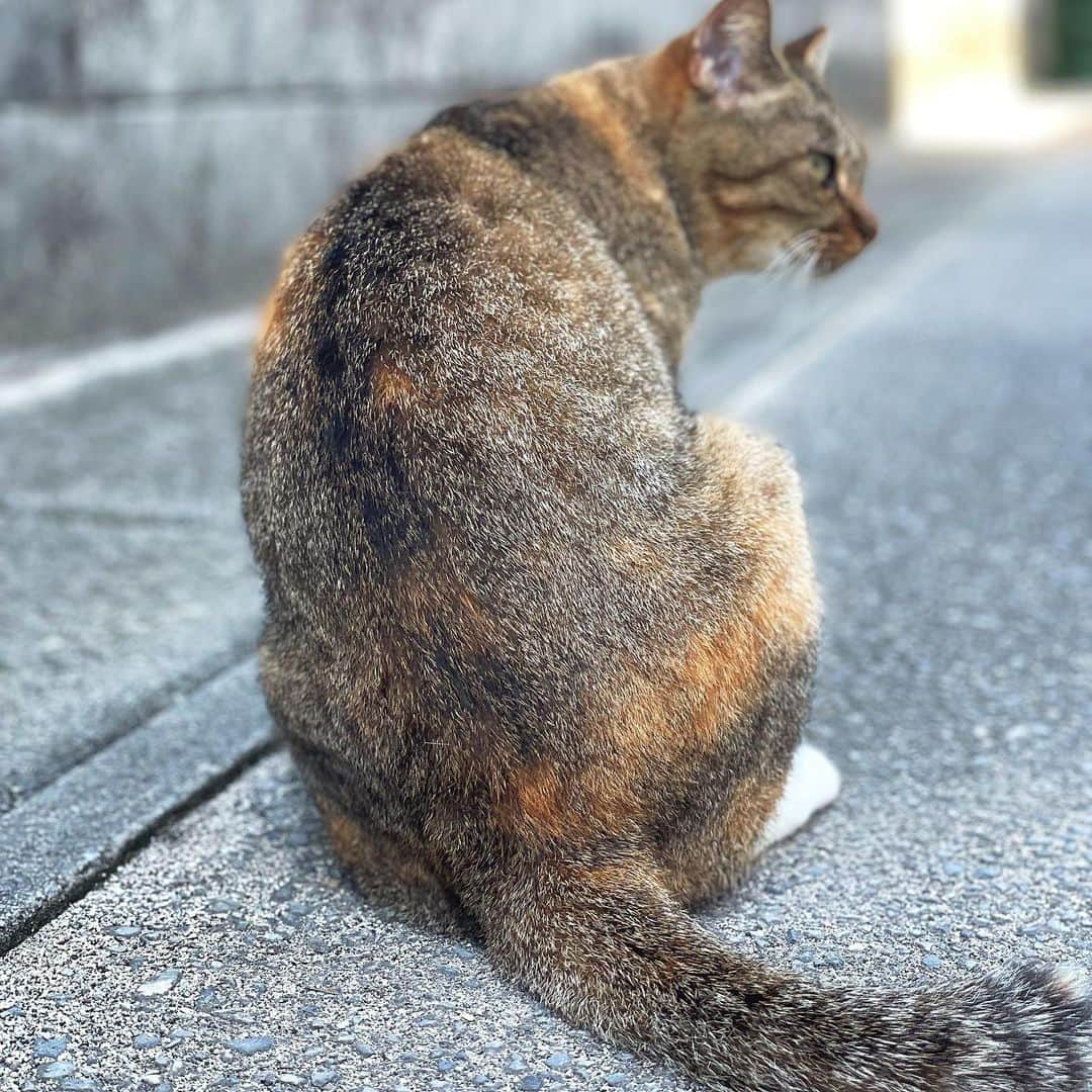 竹本萌瑛子さんのインスタグラム写真 - (竹本萌瑛子Instagram)「オキナワのにゃんころ様 自撮りしたらちゃんとカメラ目線くれる神対応っぷり #野良猫 #のらねこ #のらねこ部 #沖縄 #浜比嘉島 #鼻の穴」11月26日 16時45分 - moeko_takemoto