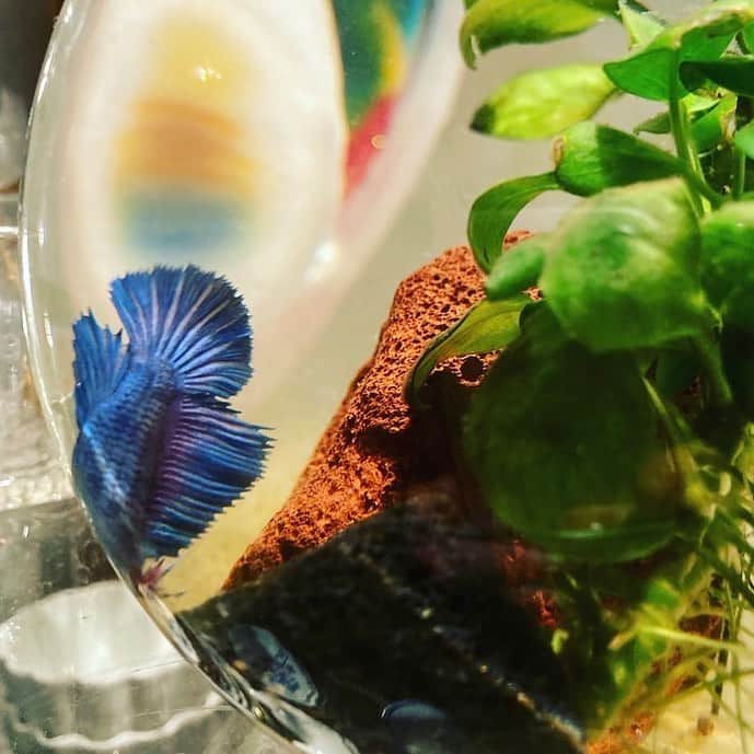 のインスタグラム：「ベタを飼っているんです。 メダカの一種ね。 とても懐くのです。 名前はベーちゃん、べべ、べーやん、など。  ご飯食べてくれると凄く嬉しい！ 寒くなってきたからべべの水温がいちばん気になるこの頃。  そして私も全身と心の温度にとても気を使ってます。  来週はうたうたう。」
