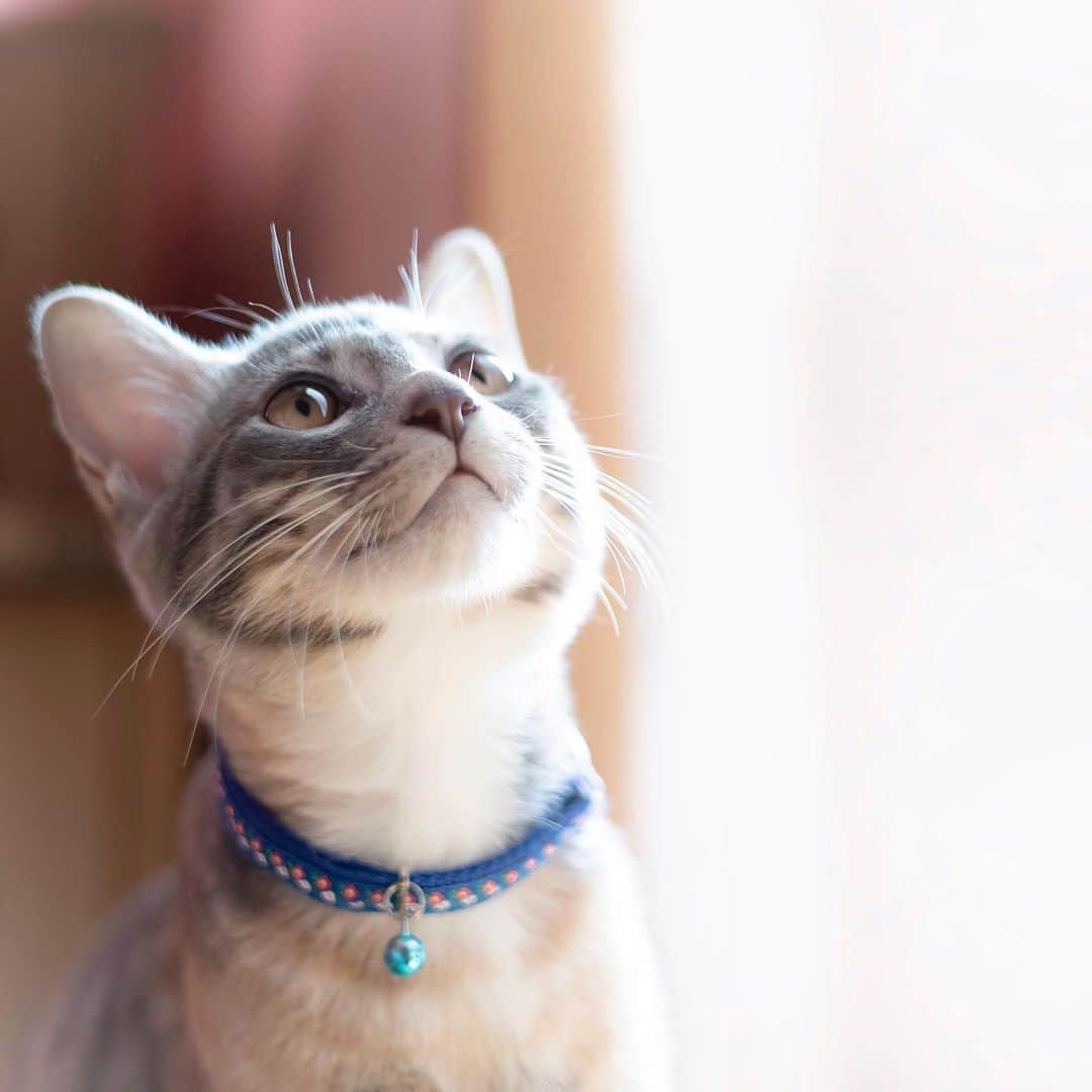 日比ゆりのインスタグラム：「✩  ちゃま🐾  .」