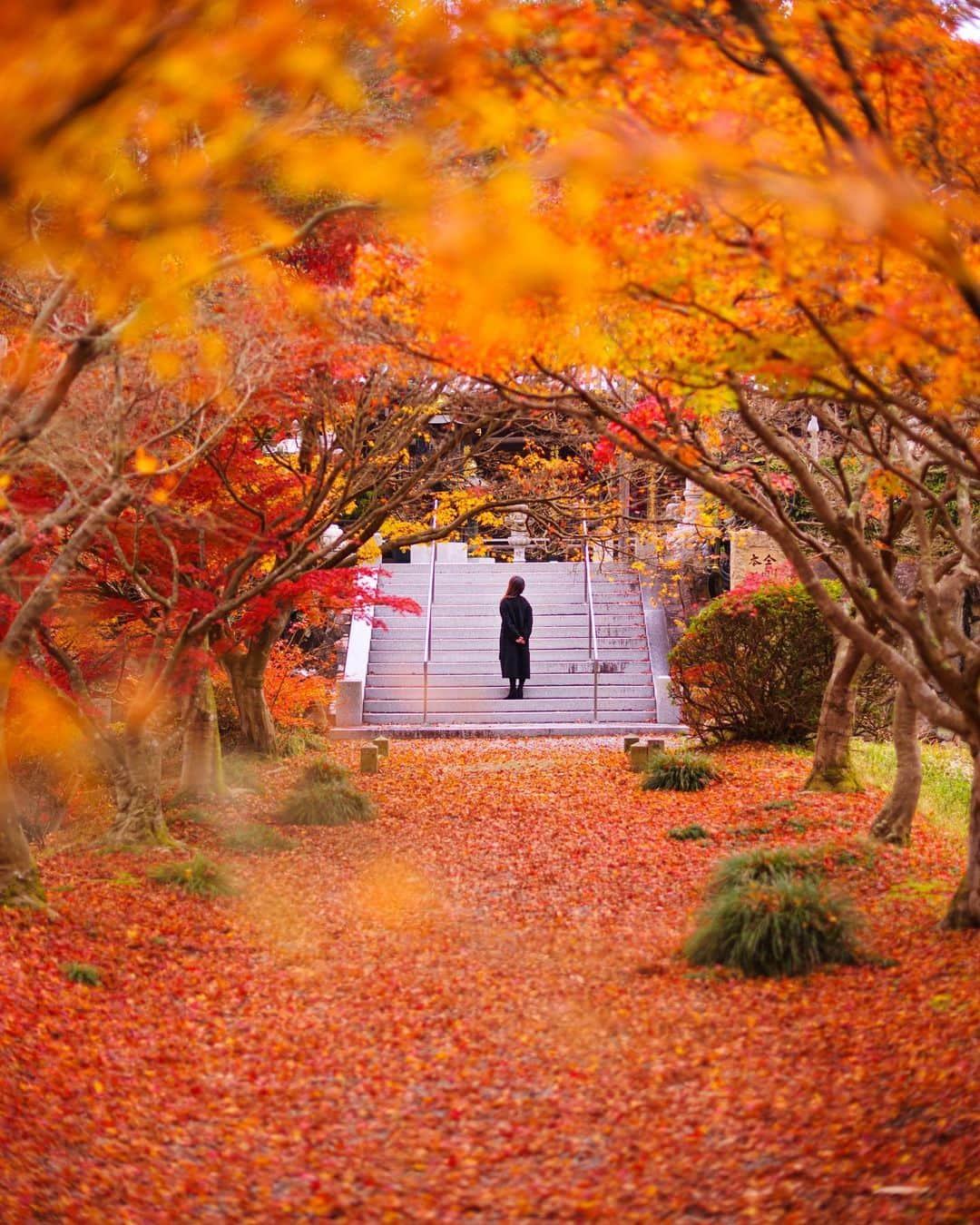 Takefumi Tezkaのインスタグラム：「✴︎紅葉の絨毯🍁 ✴︎秋色全開でした📸 ✴︎ ✴︎兵庫県」