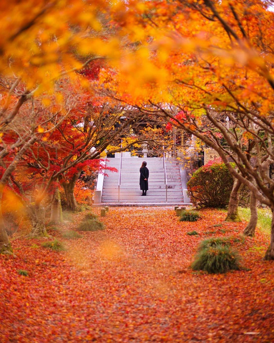 Takefumi Tezkaのインスタグラム：「✴︎紅葉の絨毯🍁 ✴︎秋色全開でした📸 ✴︎ ✴︎兵庫県」