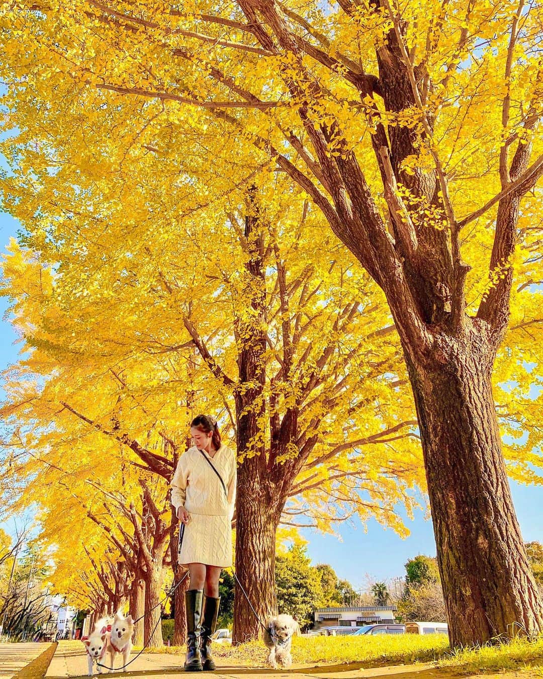 小早川怜子さんのインスタグラム写真 - (小早川怜子Instagram)「先日、銀杏並木を見に行ってきました💛 とってもキレイでした🧡  お洋服とブーツはGUで買ってみました☺️カジュアルも好きって言われたい😝  #小早川怜子 #プライベート #お散歩コーデ」11月26日 17時54分 - reiko.kobayakawa
