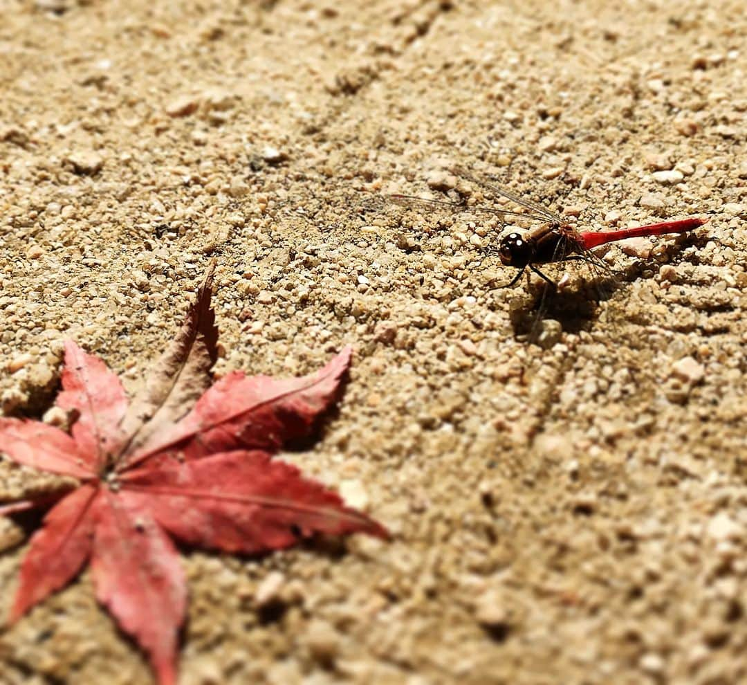 柴子のインスタグラム：「まだトンボ飛んでた。 あ、これは止まってるか。  #宮島　 #紅葉谷公園」