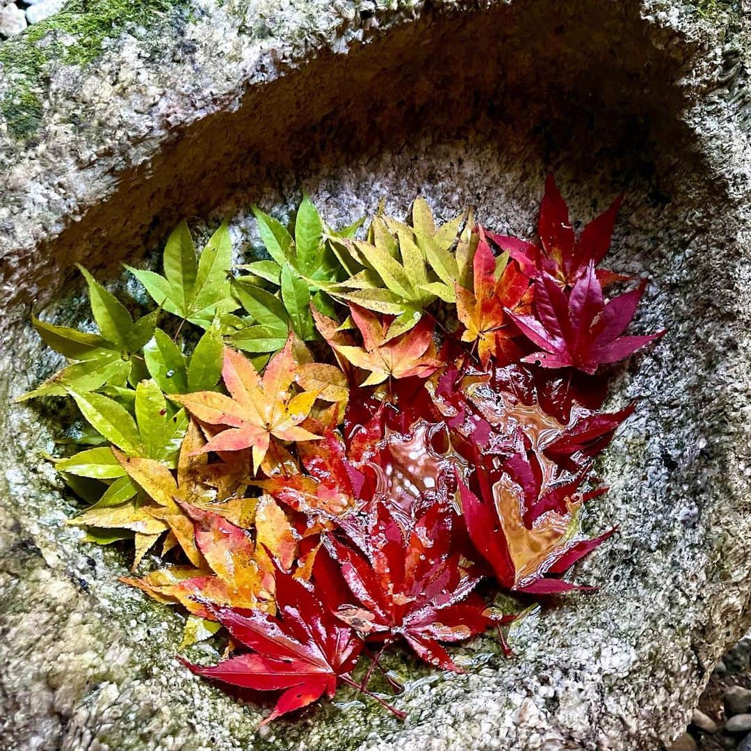 元井美貴のインスタグラム：「Hace unos días, fui a ver las hojas coloridas del otoño con mi madre🍁 Fue muy hermoso y pude disfrutar del paisaje estacional de Japón🇯🇵 Fuimos a unos templos en la prefectura de Nagano, que está en el centro del archipiélago japonés. Me parece que las hojas de los árboles en Tokio se colorearán en diciembre🍁🍂 Lo espero mucho✨  #紅葉2022 #スペイン語日記」