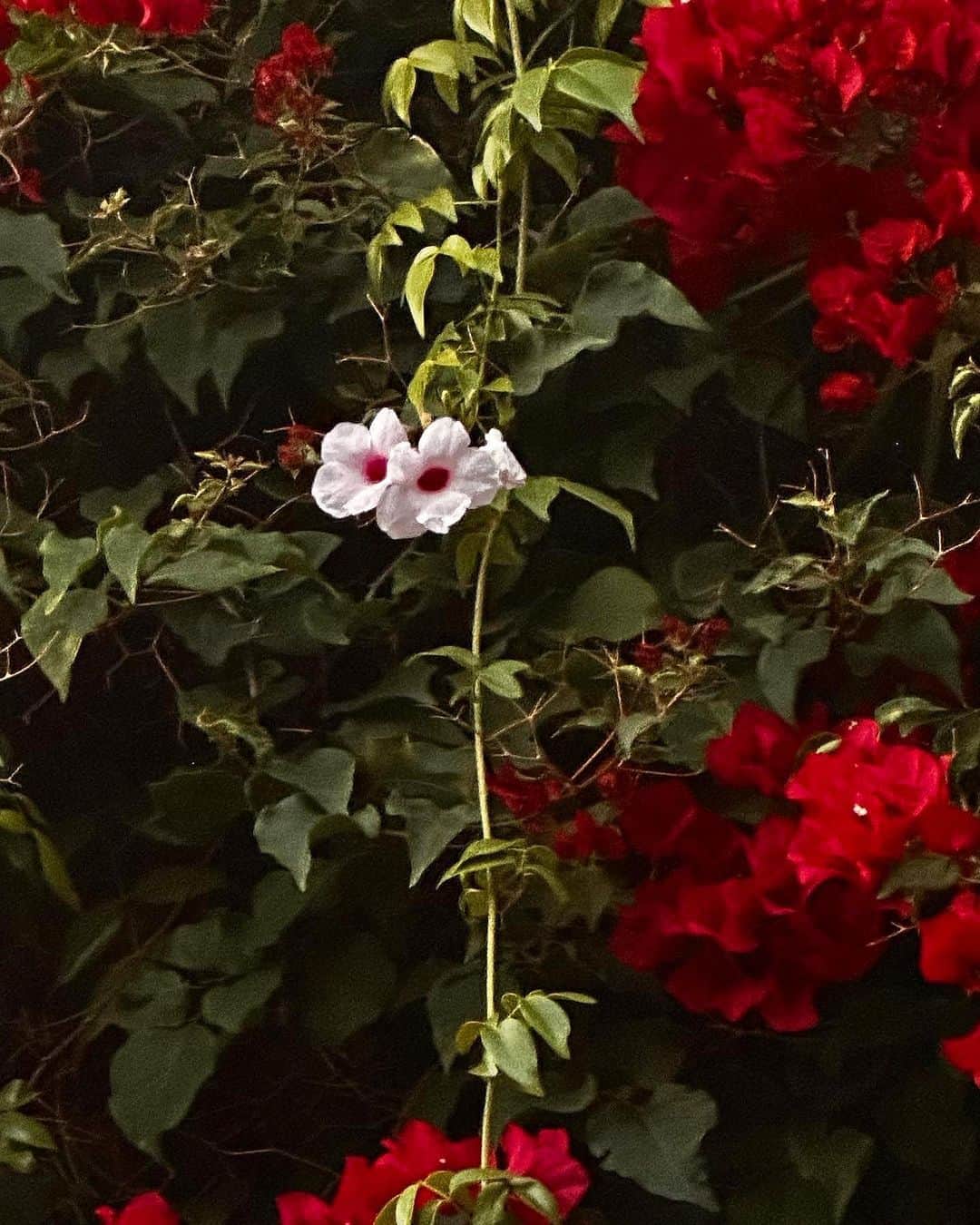 G-DRAGONのインスタグラム：「Lost Angels🥀」