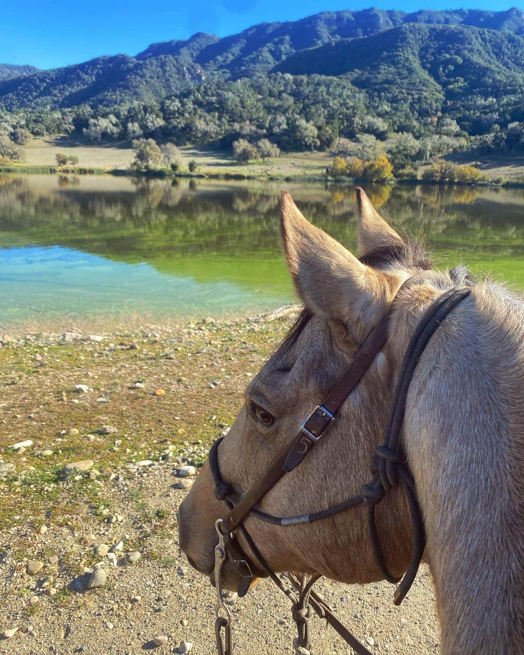 ベロニカ・ダンさんのインスタグラム写真 - (ベロニカ・ダンInstagram)「Adventures with my dude 🤠」11月27日 8時58分 - veronica_dunne