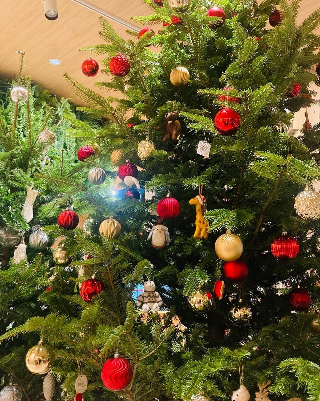 池澤春菜さんのインスタグラム写真 - (池澤春菜Instagram)「この時期はあちこちのクリスマスツリーを眺めるのが楽しみ🎄  うちのクリスマスツリーも早く出さねば 屋根裏部屋から下ろしてきたのだけど、そのまま設置できていない😱  #クリスマスツリー #イルミネーション2022 #クリスマス #きらきら  #どれが好き？ #池澤春菜」11月27日 9時46分 - haluna7