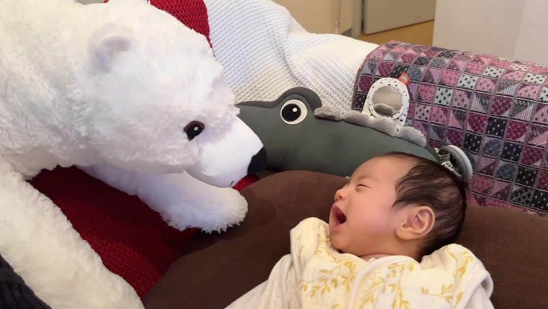 のインスタグラム：「しろくまくんとアカリ  ずっと見ていられる  #baby #whitebear  #赤ちゃん #しろくま #癒し」